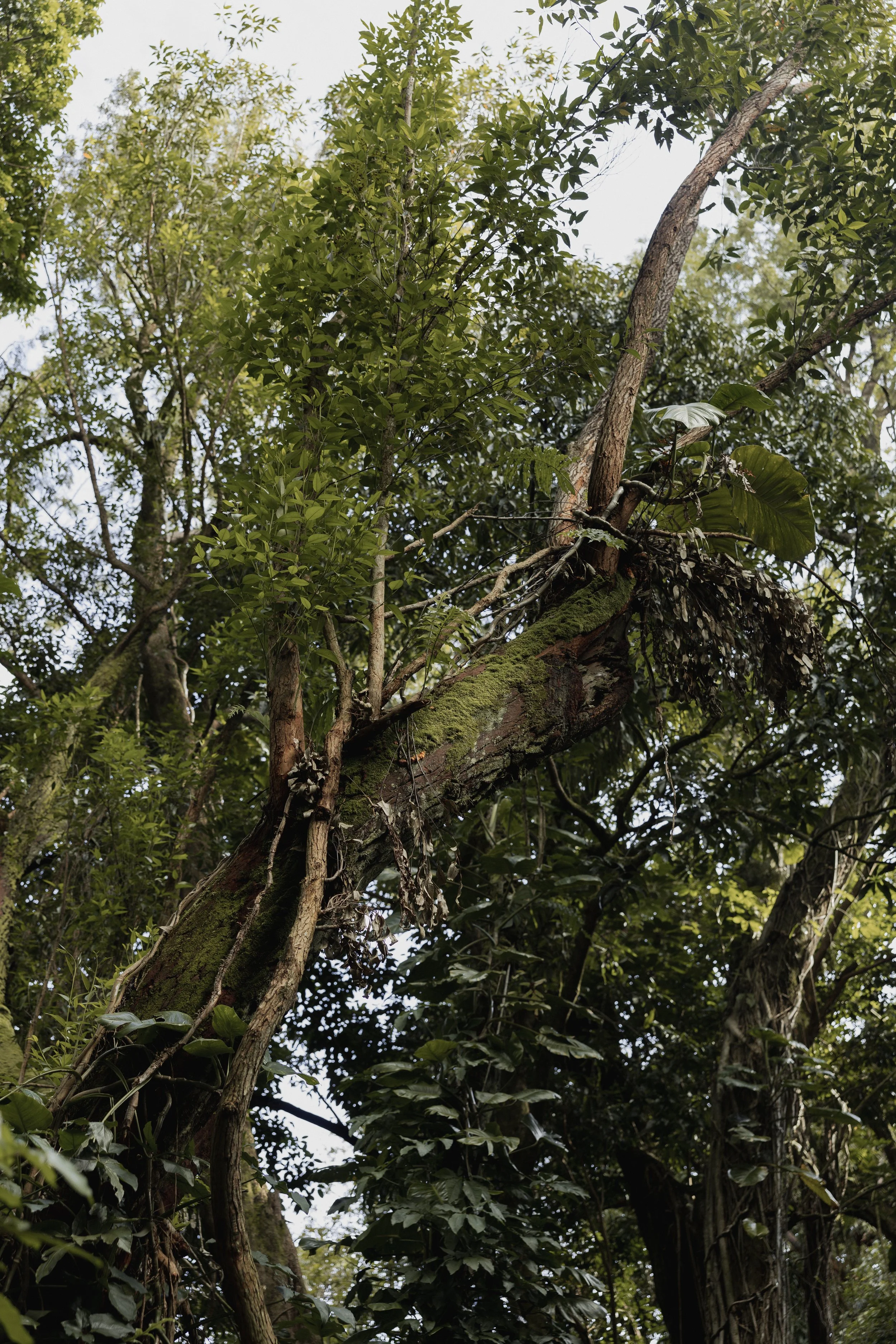 Pali-1.jpg