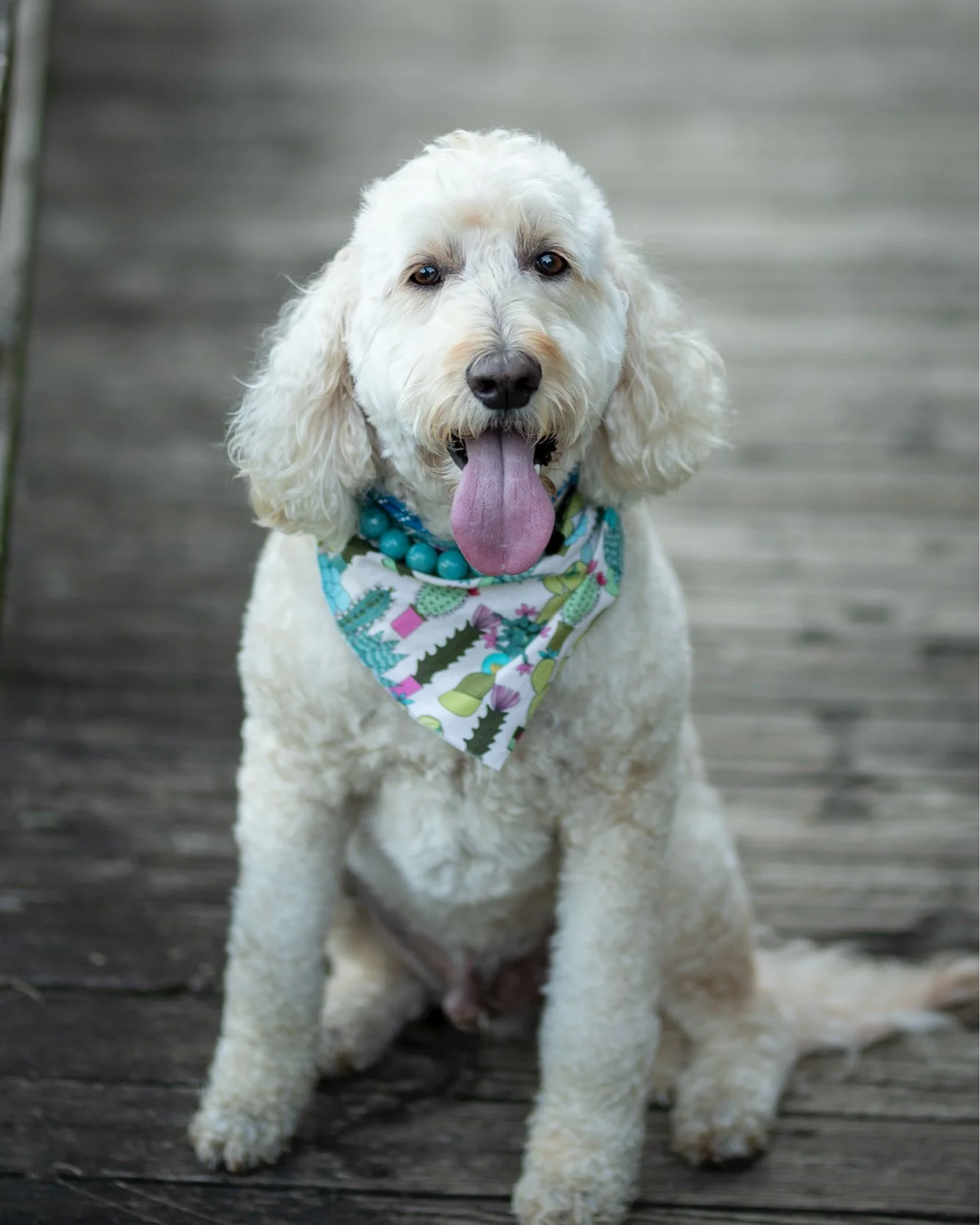 Meet Ollie- our honorary team member and official mood booster 🐶. Here to remind you that comfort and kindness come in all forms 💙🦷