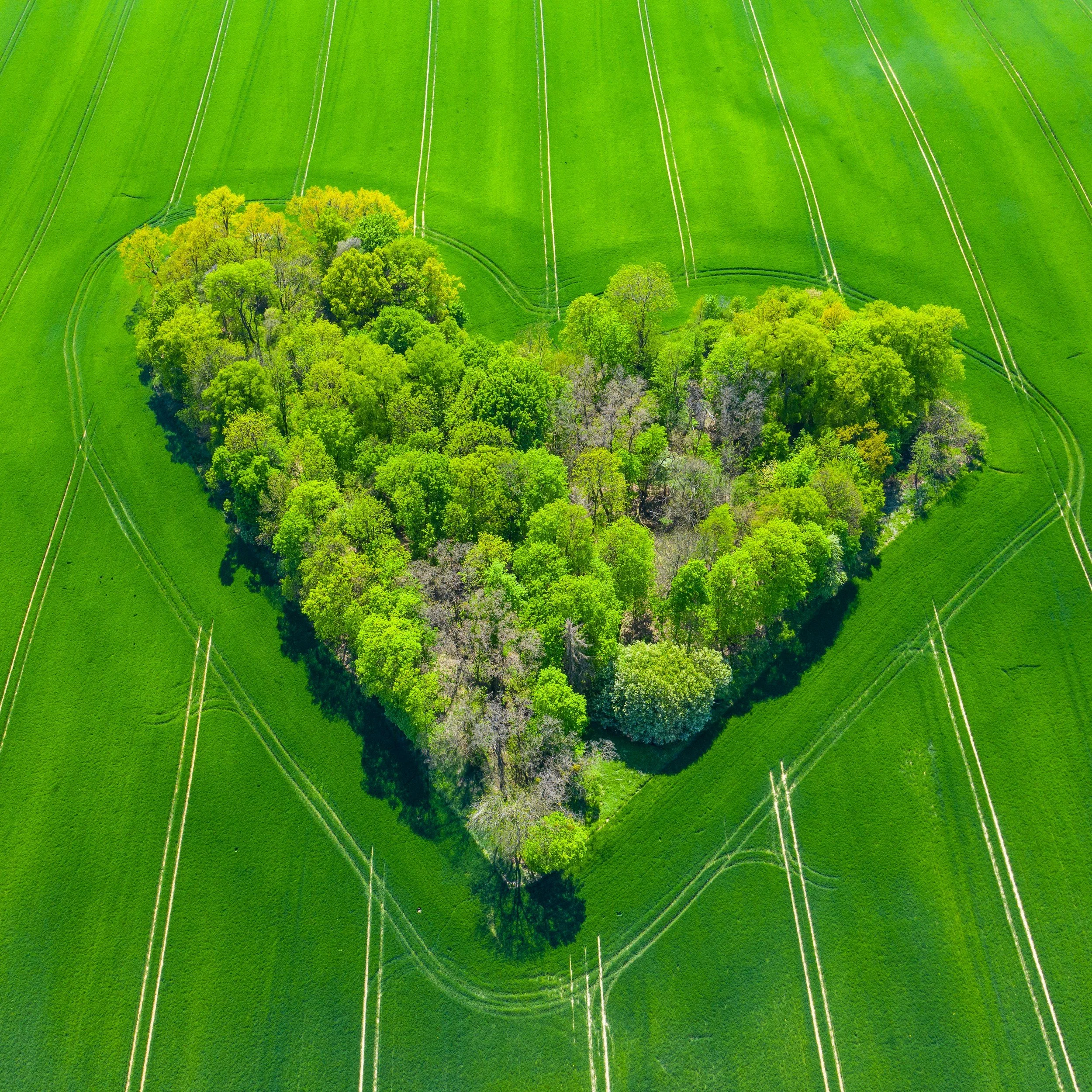 An aerial view of a small island densely covered with green trees, surrounded by bright green farmland with crop rows and narrow paths.