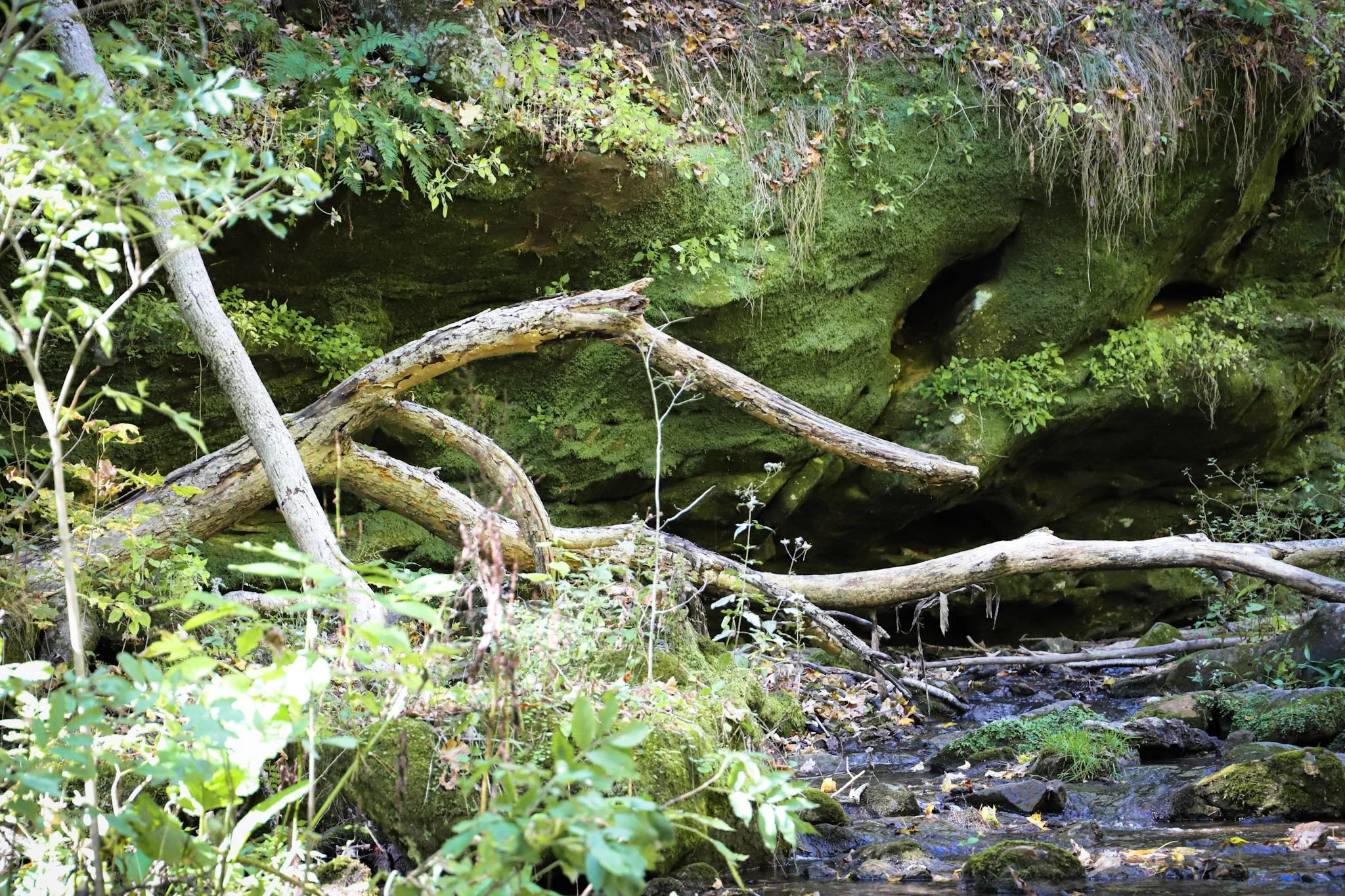  A moss-masked rock face watching over a stream. 