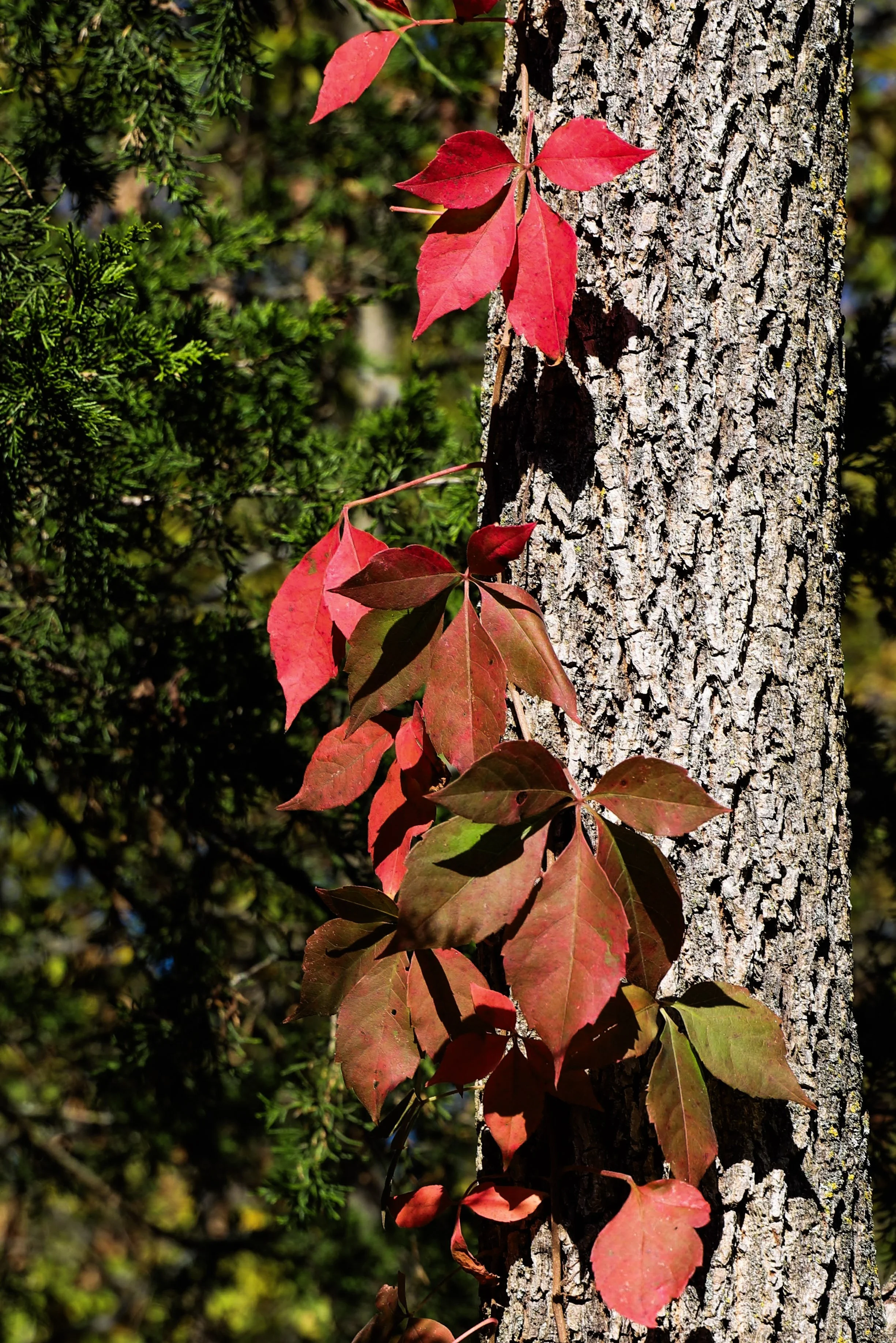  Blush-tinted leaves turning towards the sun before they fall. 