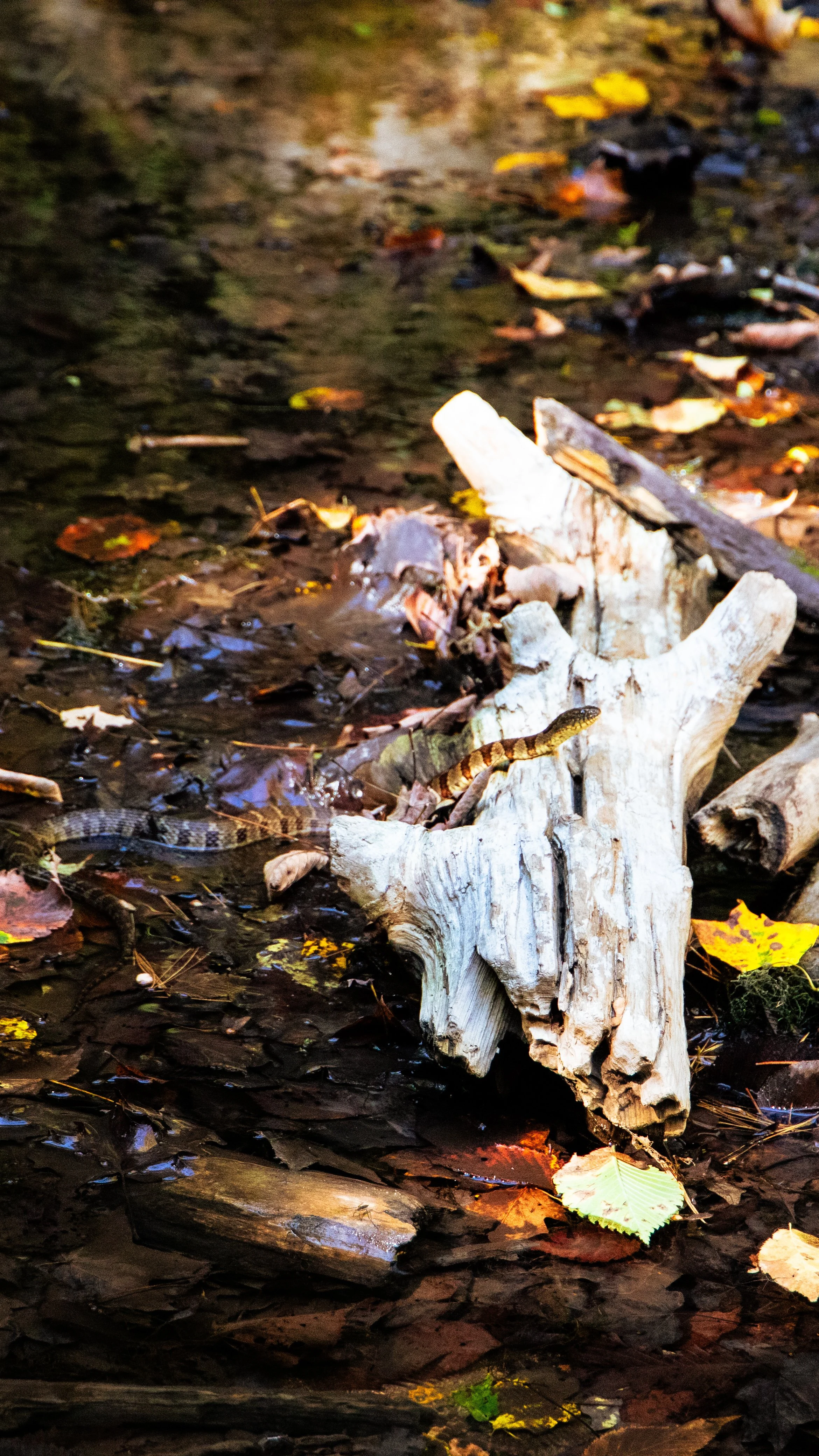  A banded water snake sunbathing on a log. 