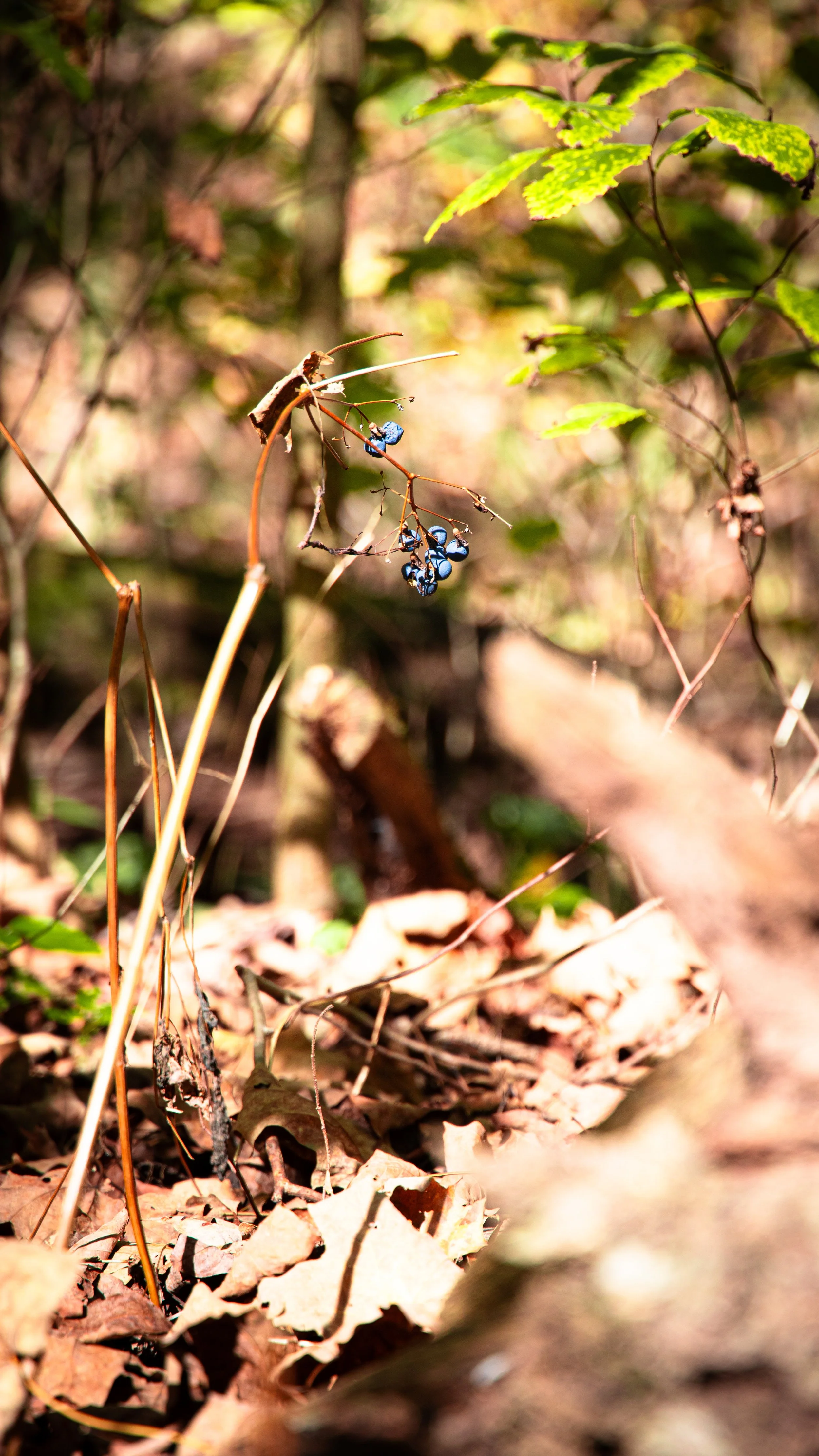  The last few berries of summer clinging to a twig. 
