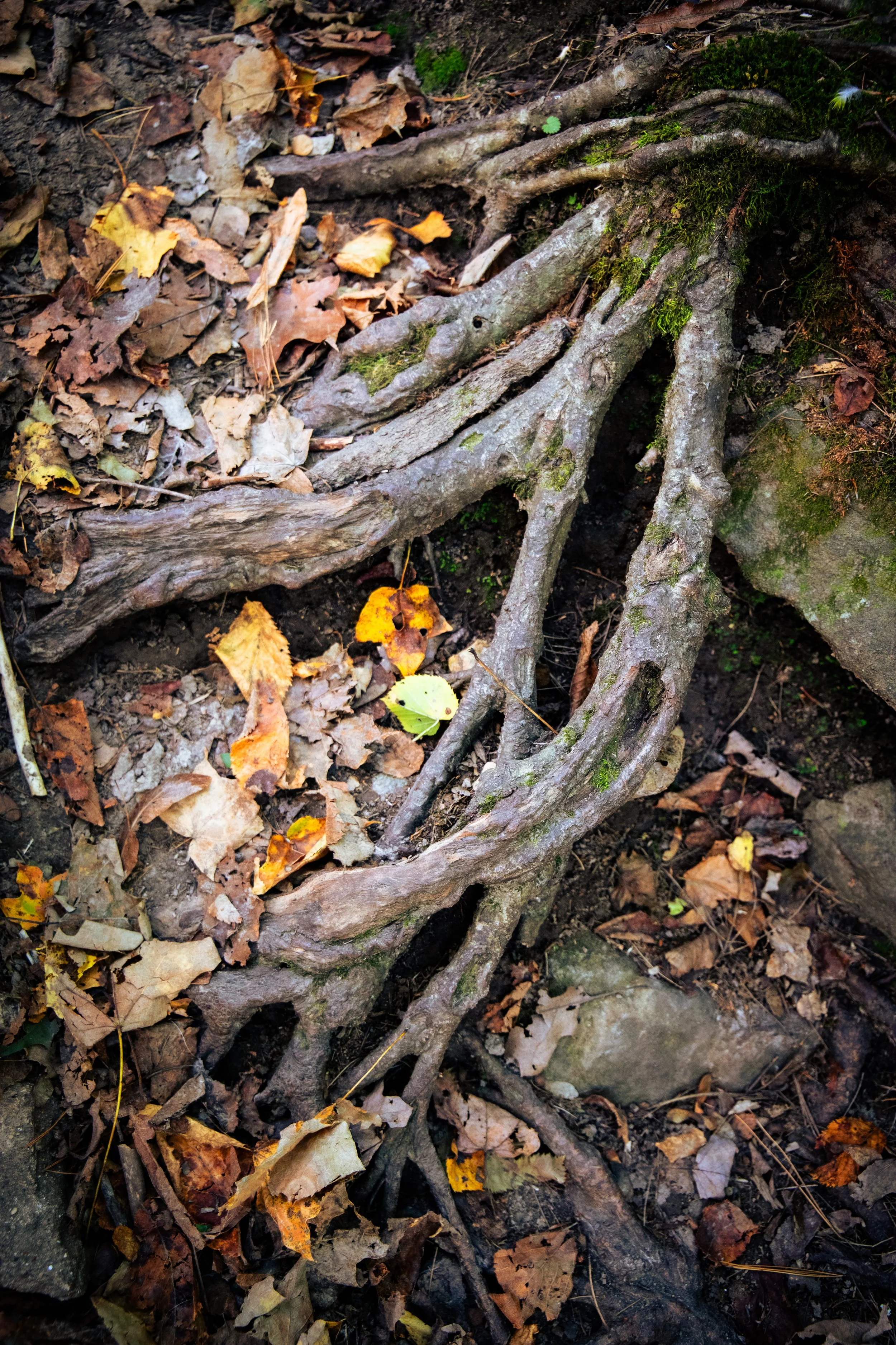 Meandering roots winding through the forest floor. 