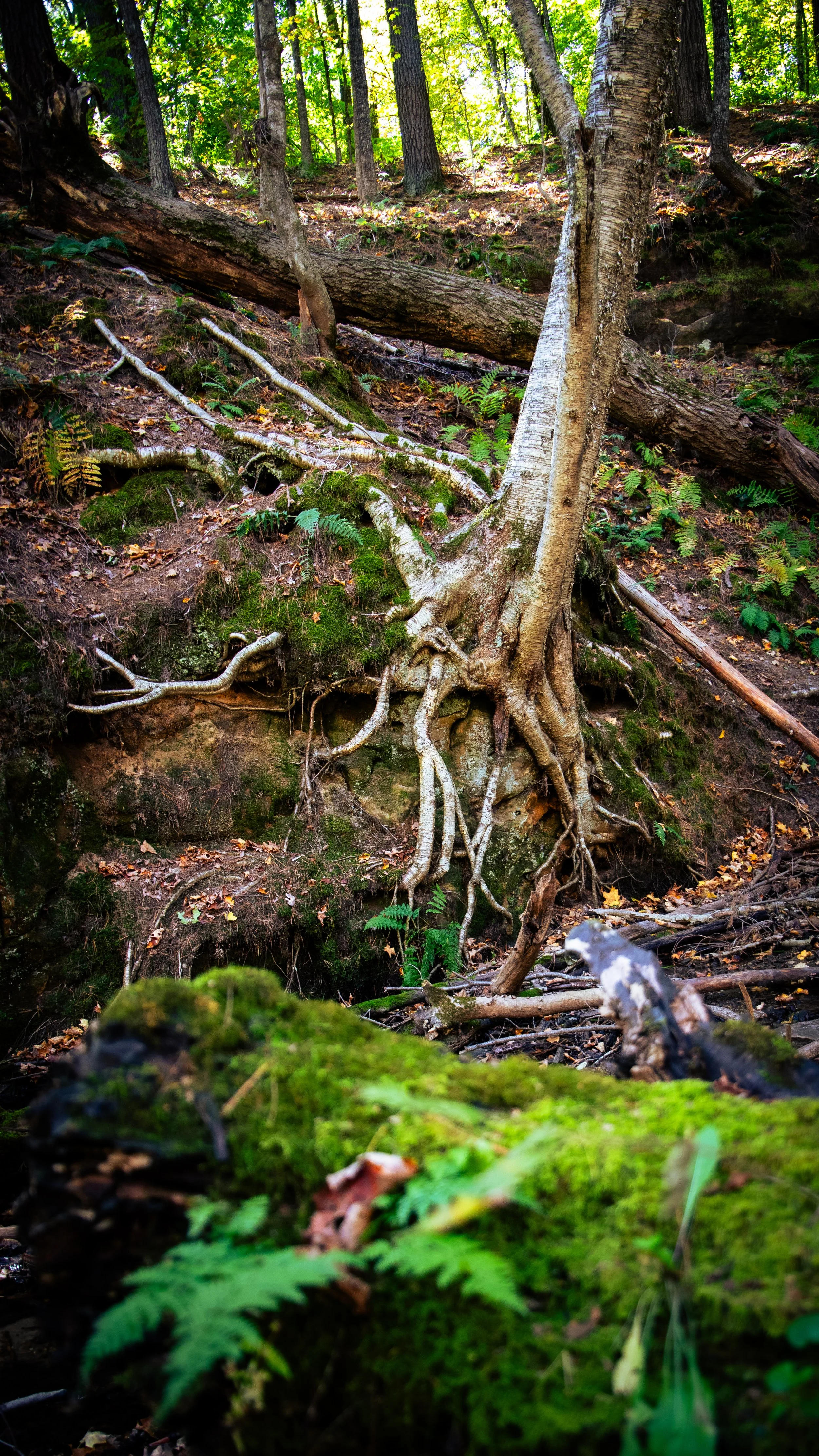  A thirsty tree and its roots, clinging to the bank of the spring. 