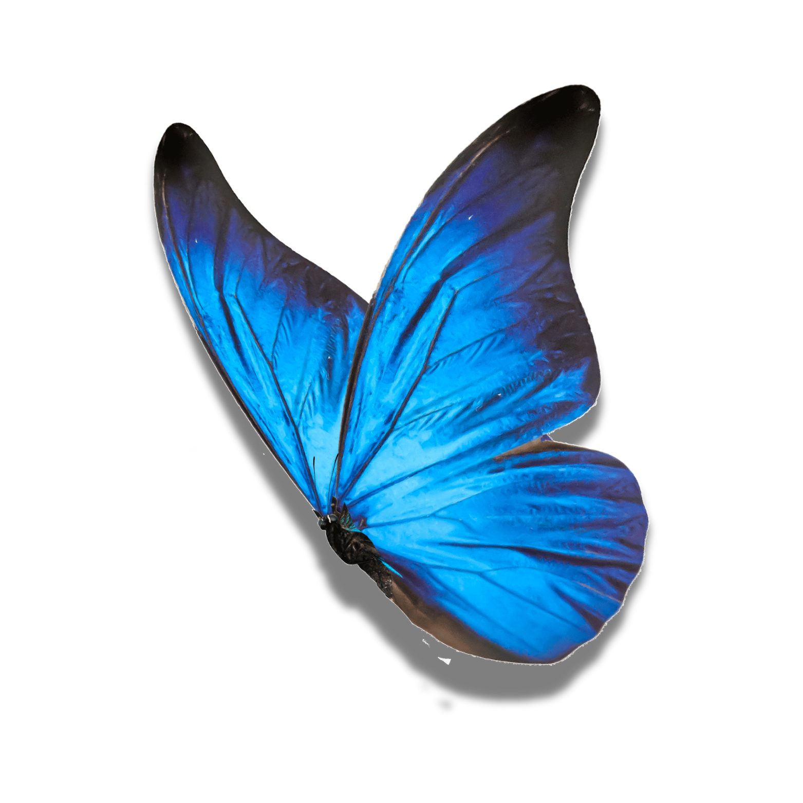 Blue morpho butterfly with vibrant blue wings and black edges on a white background.