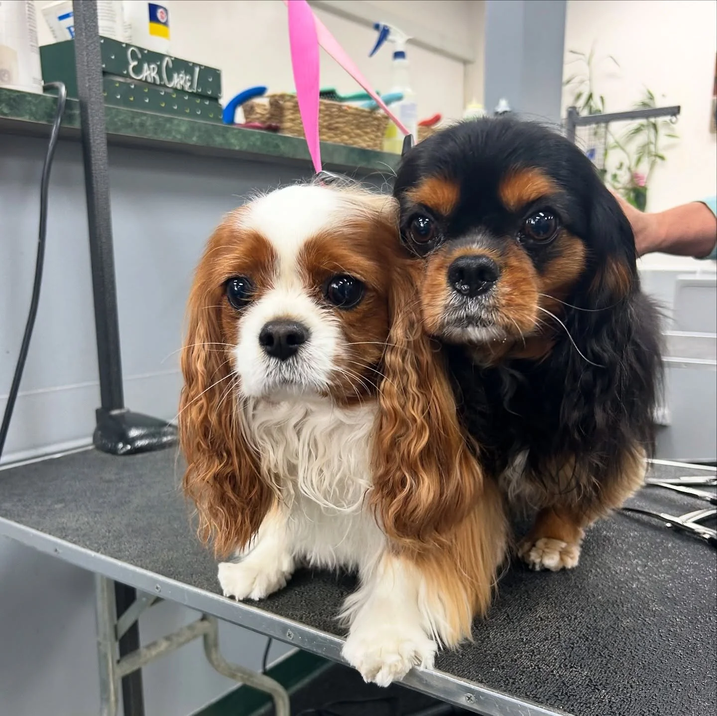 Mochi and Packet came in a few days ago for a trim and a brush out! Cavalier King Charles Spaniel’s shed “moderately” but that doesn’t look like a moderate amount to us 🤔 We look forward to seeing these two again soon!❤️
#al