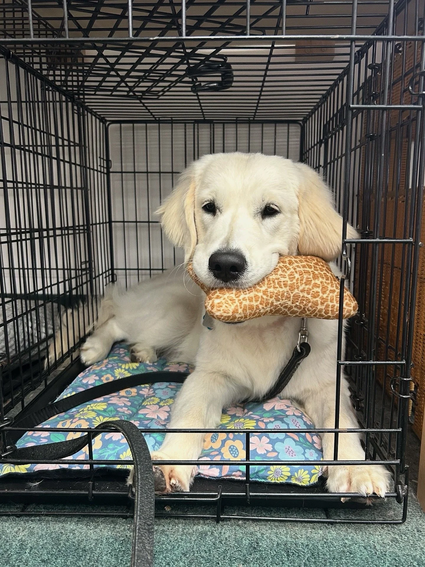 “Golden Retriever energy” is very real.
Patsy, a 6-month-old English Cream Golden, is currently going through grooming training at All Paws. She’s learning the ropes one session at a time and keeping us busy in the process. 
#Gold