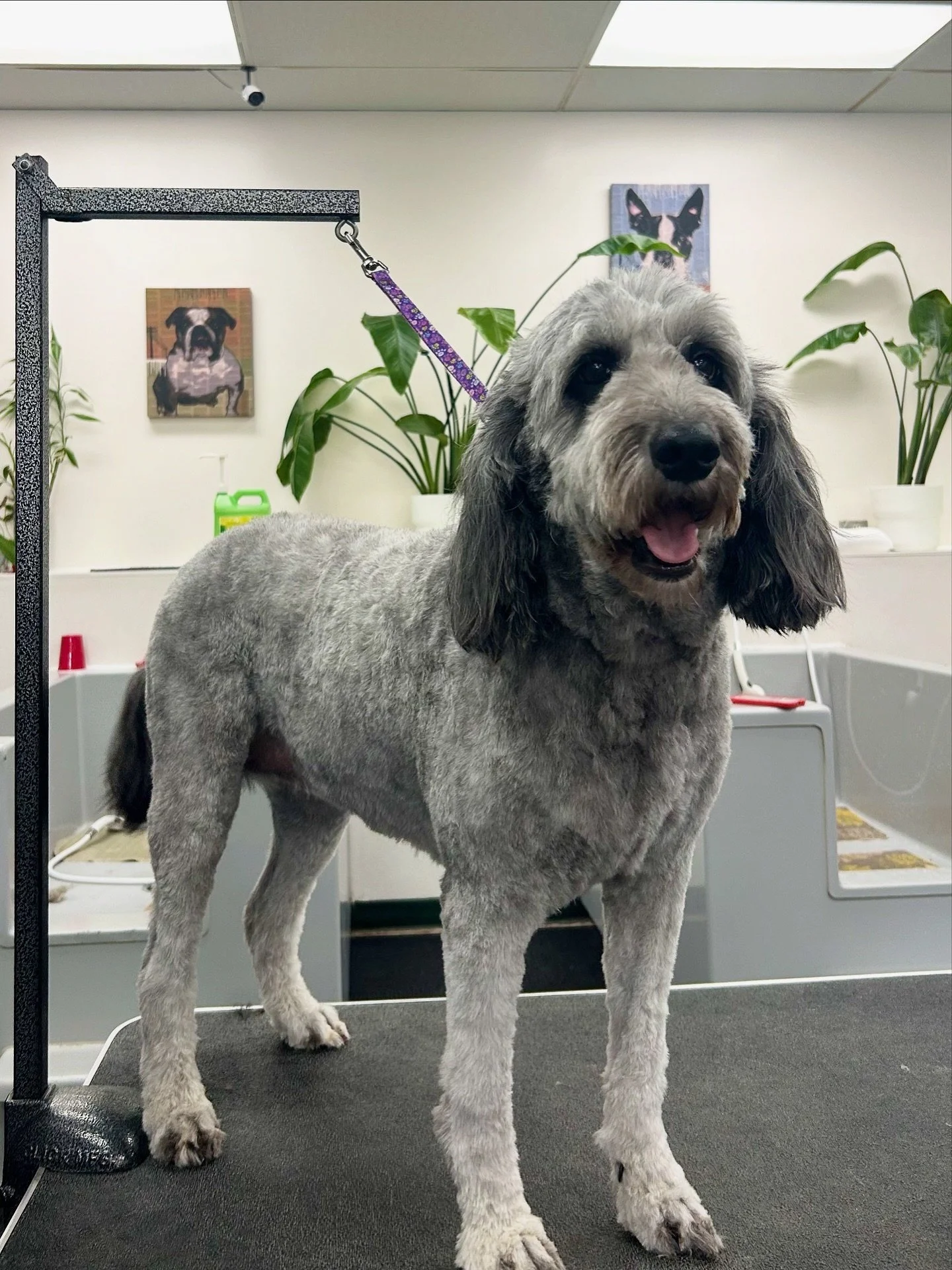 Shadow’s after vs. before! ✂️🍂
She’s all set for the new season with a fresh wash and cut. Since her very first visit at just 6 months old, we’ve only fallen more in love with her. Seeing Shadow always brings a smile to our faces ❤