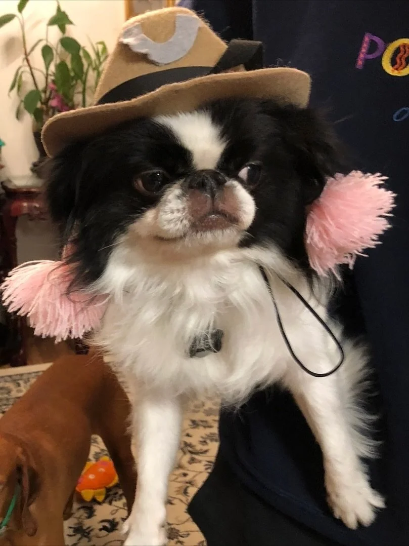 Abby has transcended beyond the very concept of ‘dog.’ She is stoic. She is nonchalant. Her mind operates in ways we could never begin to understand... Now she is officially 12, and not much has changed since she was just a baby. We love