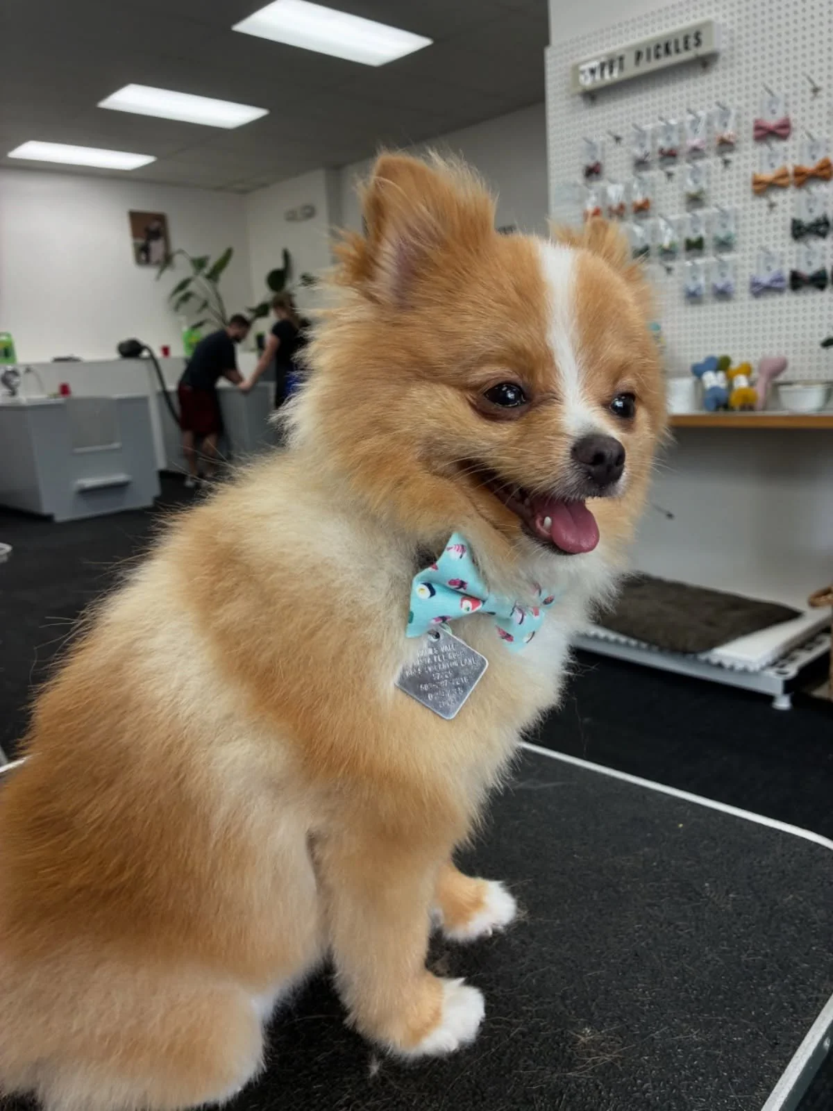 Pickles wearing @sweetpicklesdesigns 🎀 Nothing like getting a brand new bow tie after a grooming… and a handful of treats.
#allpaws #portland #hillsdale #doggrooming #sweetpicklesdesigns #pomeranian