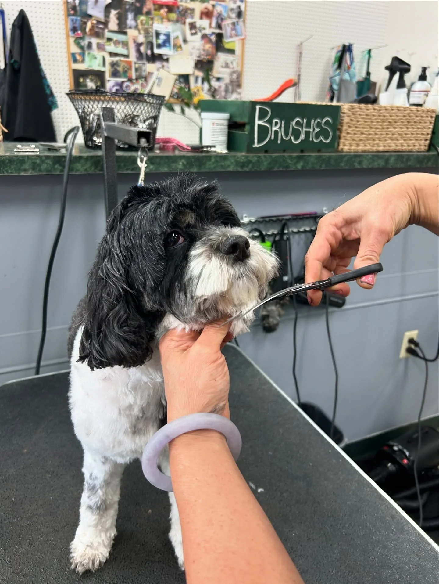 Before and after of June, one of our sweetest regulars. Now we can see those beautiful eyes. We always look forward to grooming our little June Bug 🪲❤️
#allpaws #hillsdale #portland #grooming #beforeandafter #cockapoo #doggrooming
