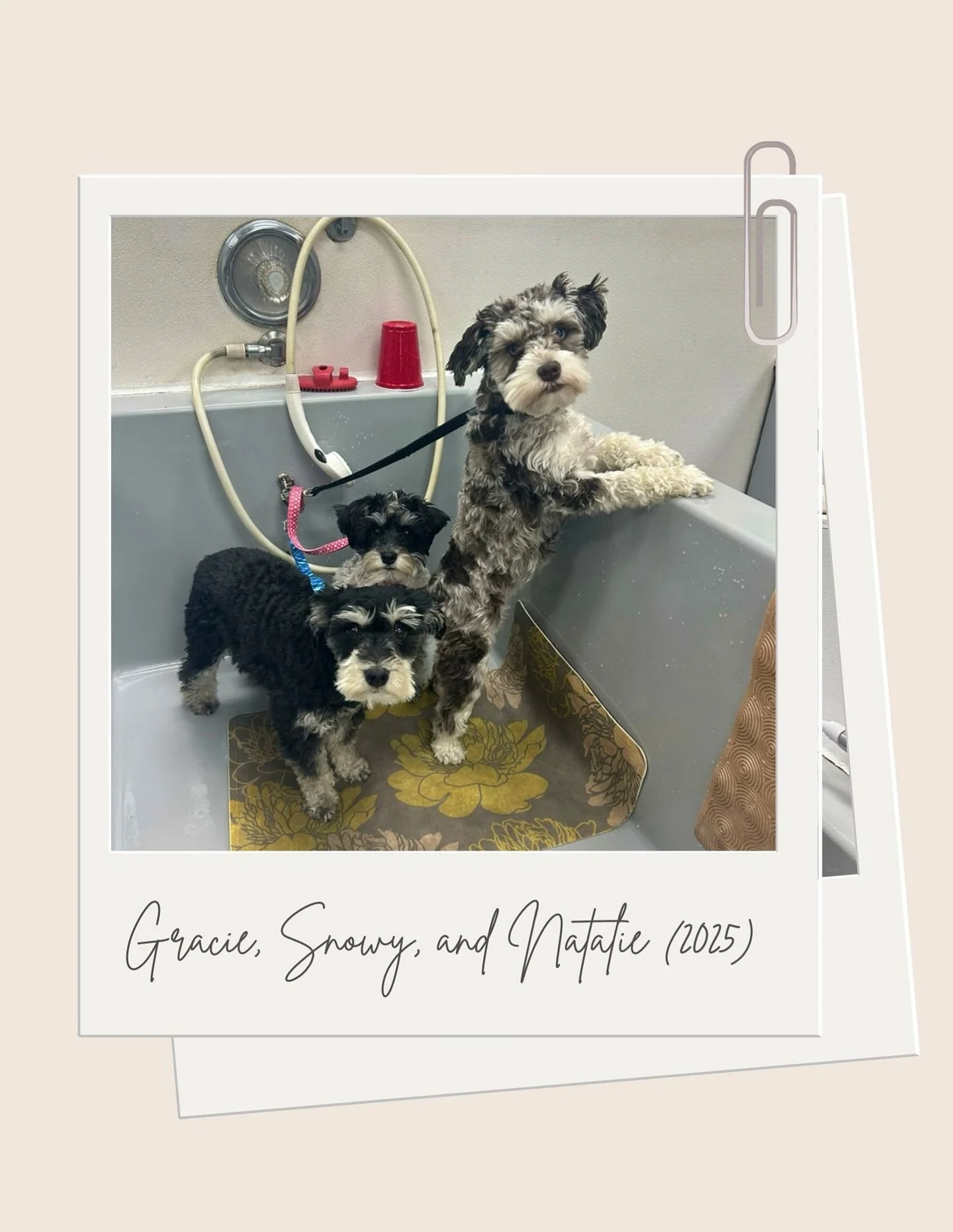 Good things come in threes✨ Here’s a look at our favorite schnauzer trio, all ready for their full grooming!
#allpaws #hillsdale #portland #doggrooming #dog #schnauzer