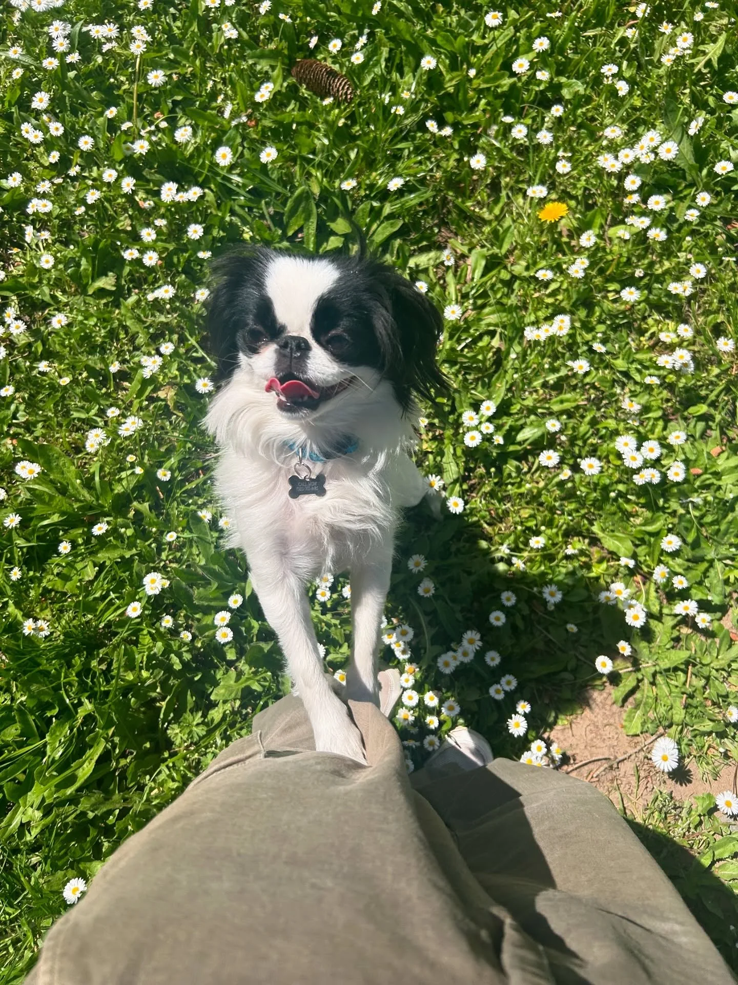 Flowers bloom where Mei Mei Walks🌷This month, our goofy girl and full-time shop dog turns 3!🤍
