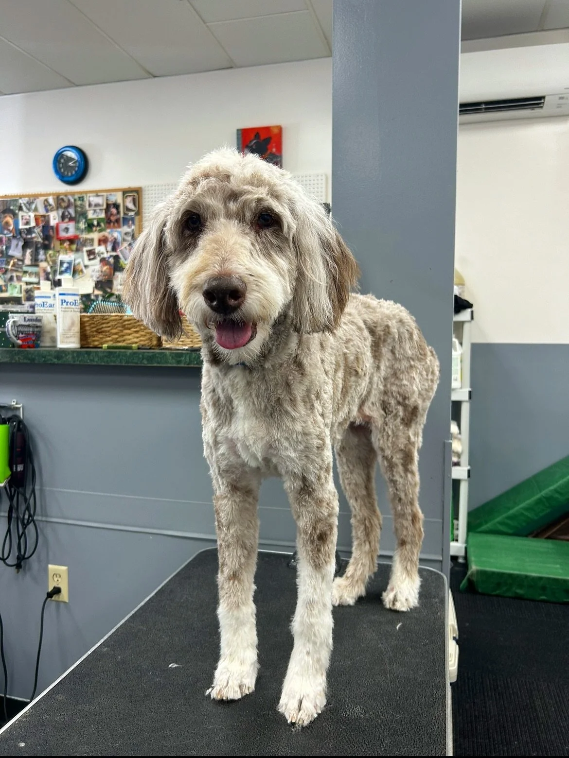 Hazel looks beautiful at any length, but she came in for a full grooming to get her summer cut. Looking fresh and ready for the season✨✨
#allpaws #doggrooming #portland #hillsdale