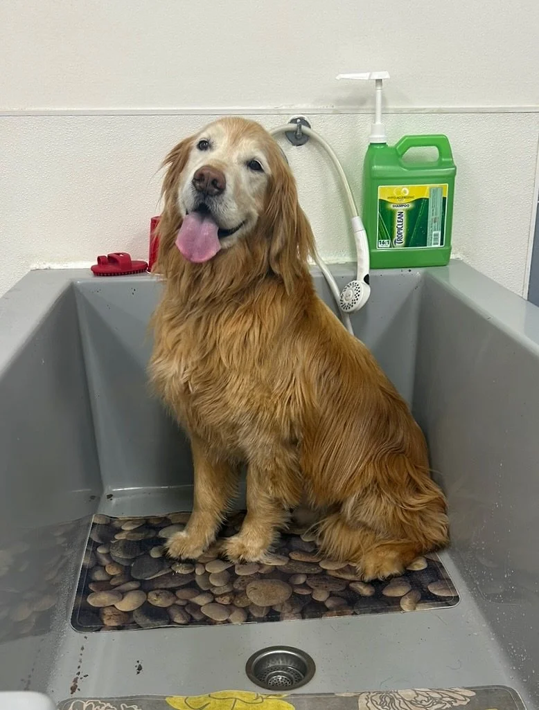Most dogs aren’t big fans of baths… but on a hot summer day, it starts to sound pretty good. Drop in and give your pup a refreshing cool-down to beat the heat ☀️🛁
#allpaws #hillsdale #portland #doggrooming