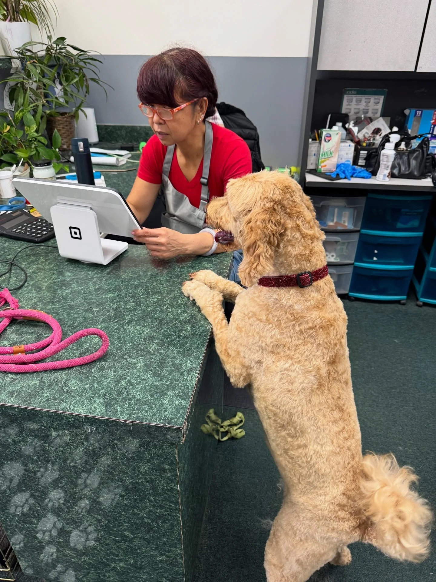 Meet our new tech support specialist! We deal with the tech, and she steps in for moral support 😆 See you again soon, Luna! ❤️

#doggrooming #hillsdale #portland #oregon #grooming #labradoodle #dogwash #grooming #dogsofinstagram #dogs #pdx