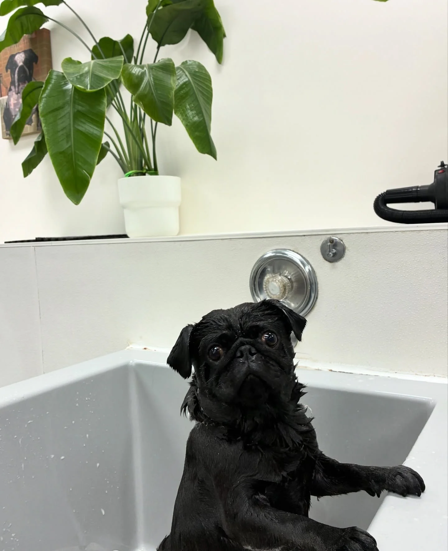 Meet Goober the Pug &ndash; the first and only Goober at All Paws! 🖤 Fun fact: Pugs shed a lot, but most black pugs like Goober only have a single coat, so they actually shed way less than the fawn ones do!

#AlloPaws #DogGrooming #PugLife #Portland