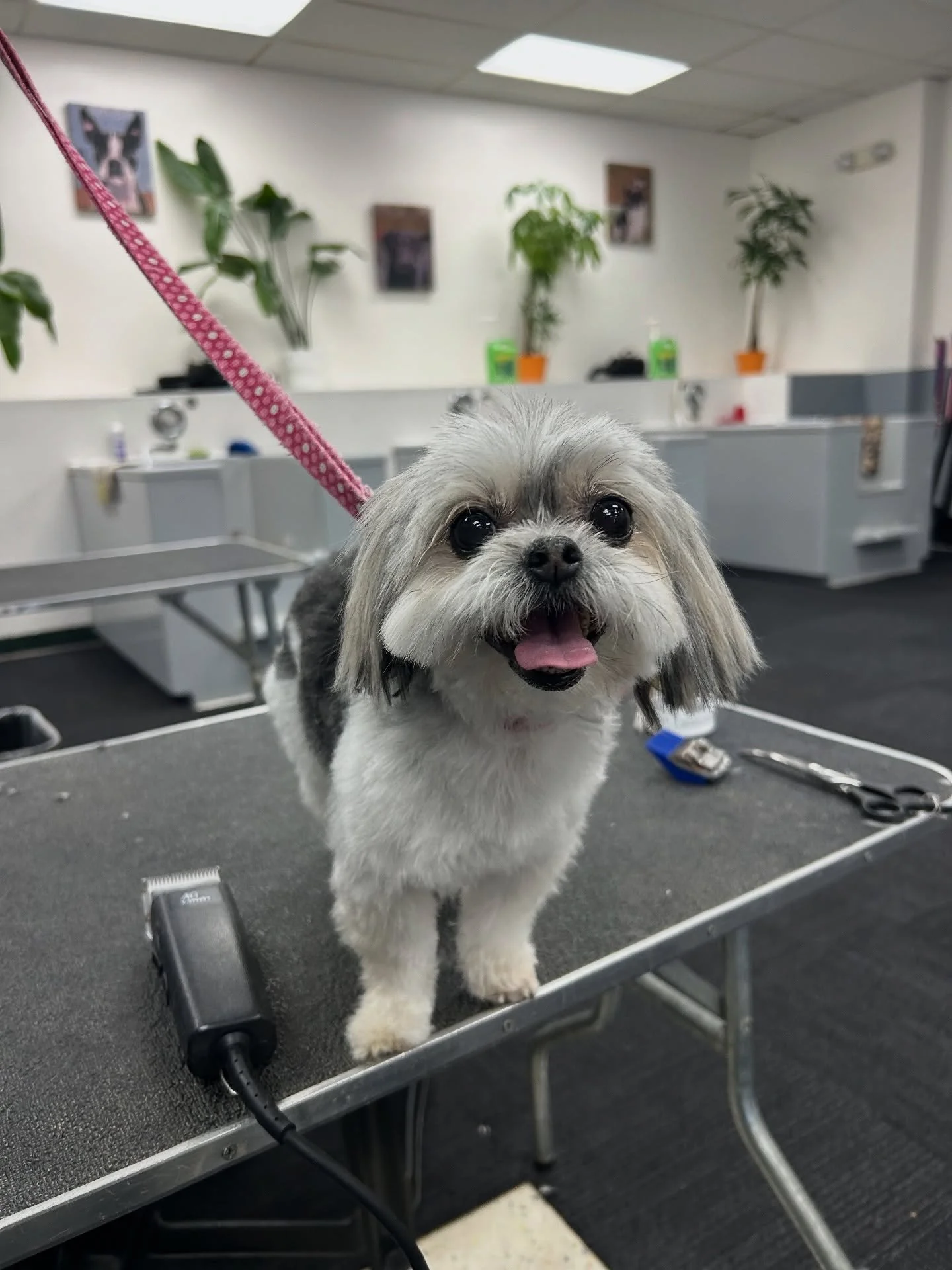 Meet Panda 🐼🤍 Our smallest full grooming client weighing in at a whopping 5.5 pounds! She is a fully grown Mi-Ki (a mix of Shih Tzu, Maltese, Papillon, Japanese Chin, and Yorkshire Terrier). Mi-kis are not only rare, but they&rsquo;re also one of t
