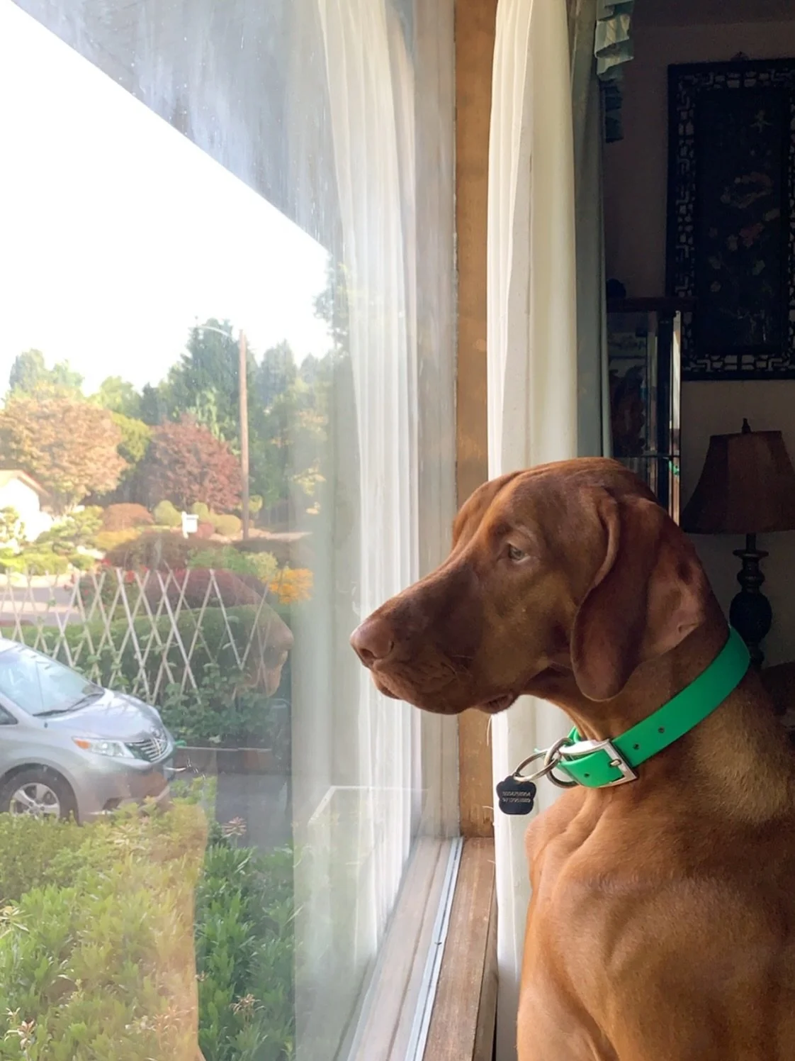 Our sweet Max was diagnosed with cancer during the last few years of his life. While the diagnosis was devastating, we were blessed with far more time than the vet expected. Those extra days, months, and years became some of the most precious moments