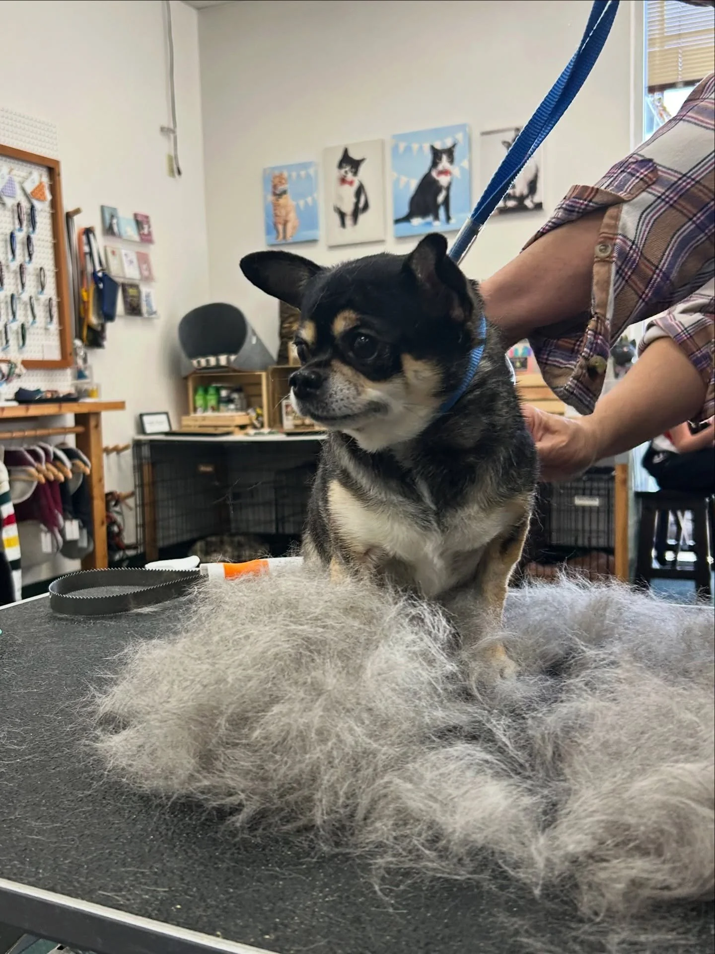 Mouse came in for a much needed brush out. Crazy how all that hair was hiding in his flat coat. I think we got out enough fur to make up another dog! Thanks for being so patient, lil guy. See you next time 🐭💗

#allpaws #doggrooming #portland #hills