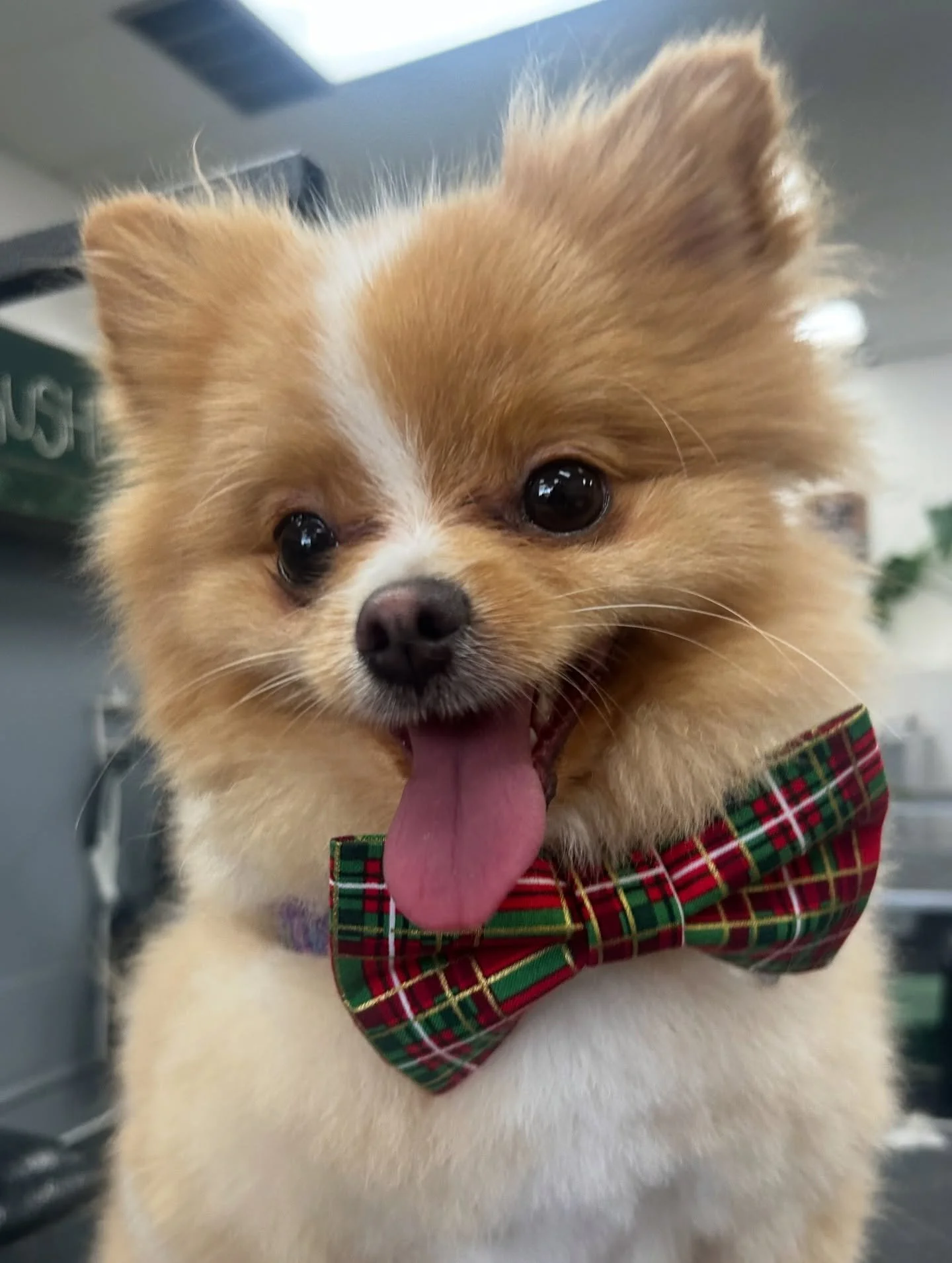 Time for another Pickles post 💚 Feeling so happy to be done!

#allpaws #portland #doggrooming #dogsofinstagram #hillsdaleportland