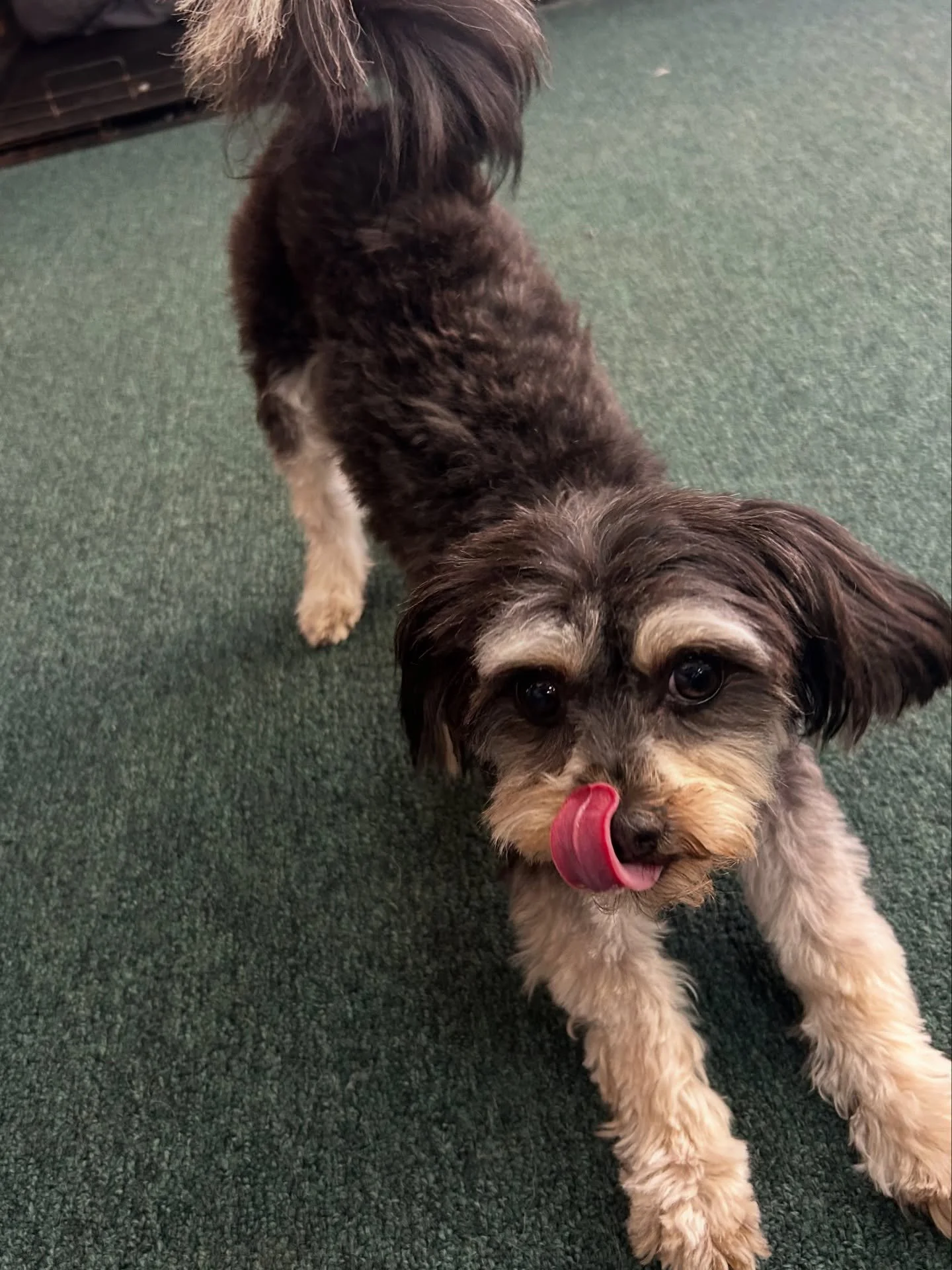 Mazel felt so good after his grooming that he started doing his happy dance 😆❤️ See you next time! 

#allpaws #doggrooming #portland #dogsofinstagram #hillsdale
