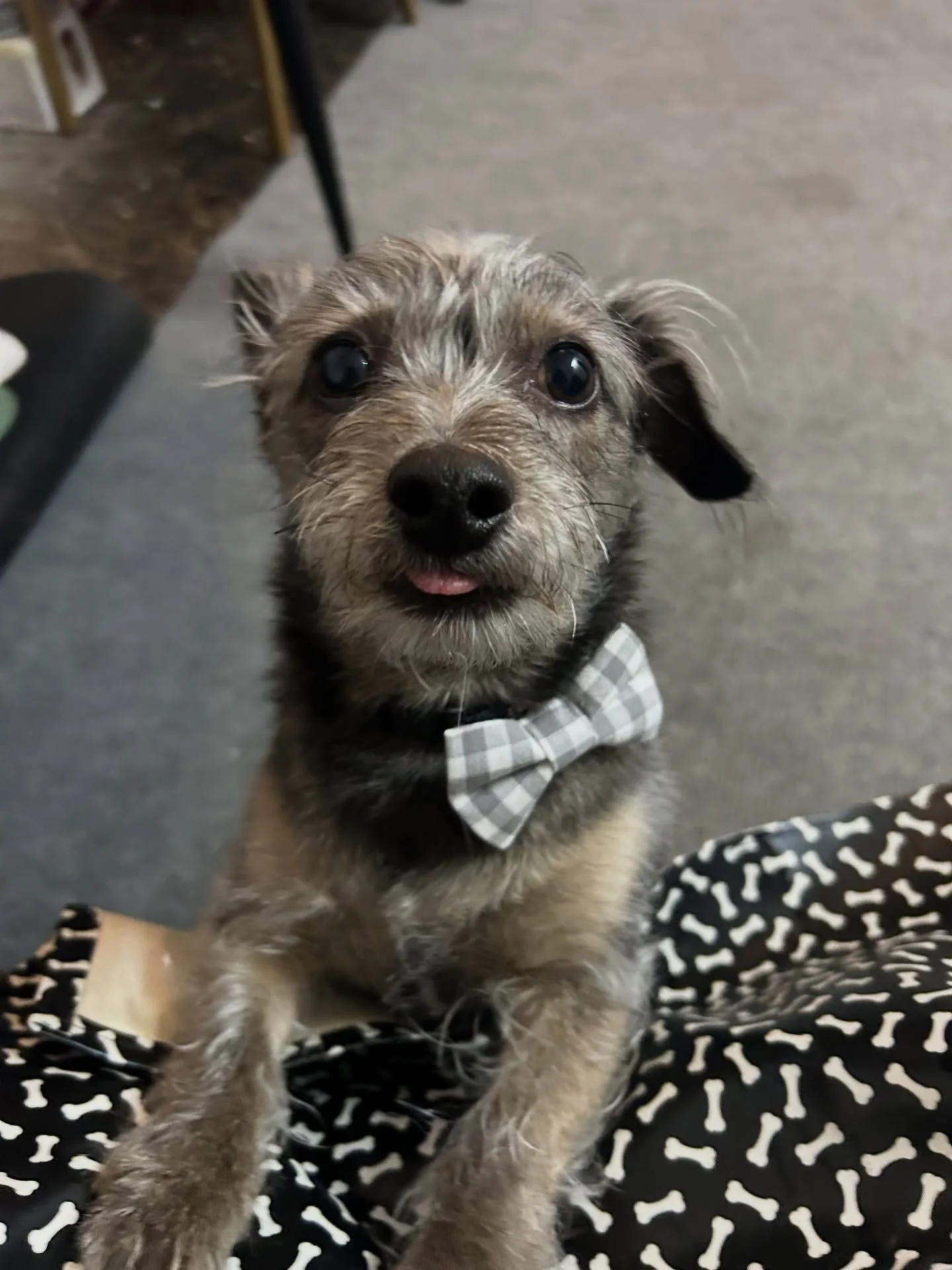 Henry had a great time coming out of his shell and having fun with his new friends at All Paws! 🩶

#doggrooming #portland #dogsofinstagram #doggroomer #doglover