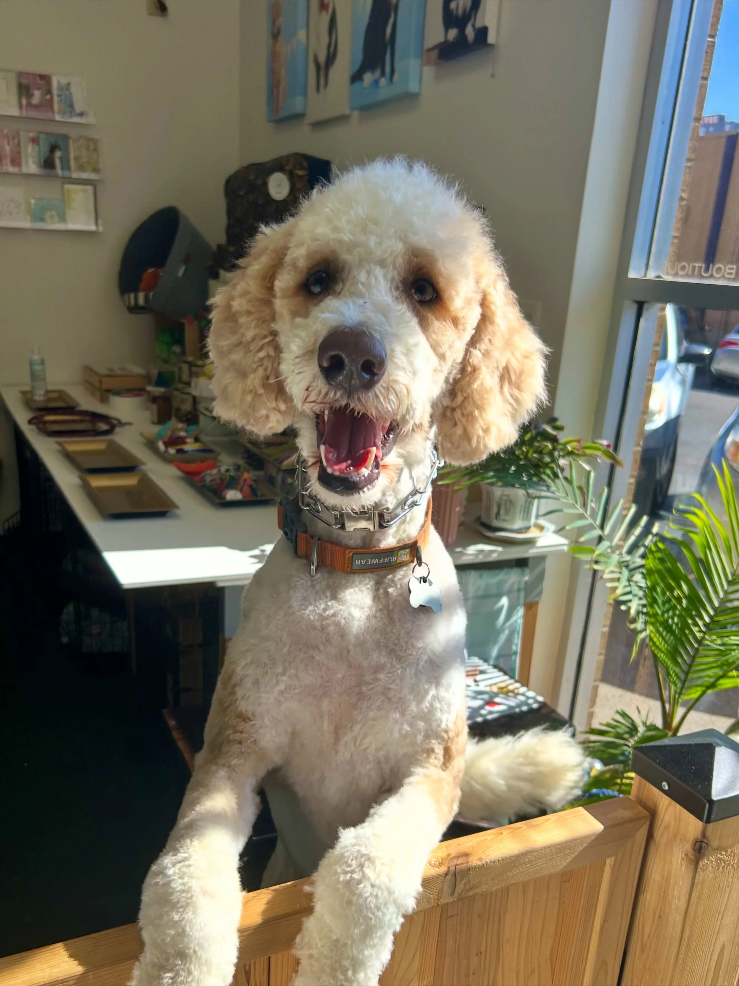 Buddy spent last Thursday getting all the works done at All Paws 🛁💈This guy has so much patience and the sweetest heart ❤️

#dogsofinstagram #doodle #doggroomer #groomingsalon #portland