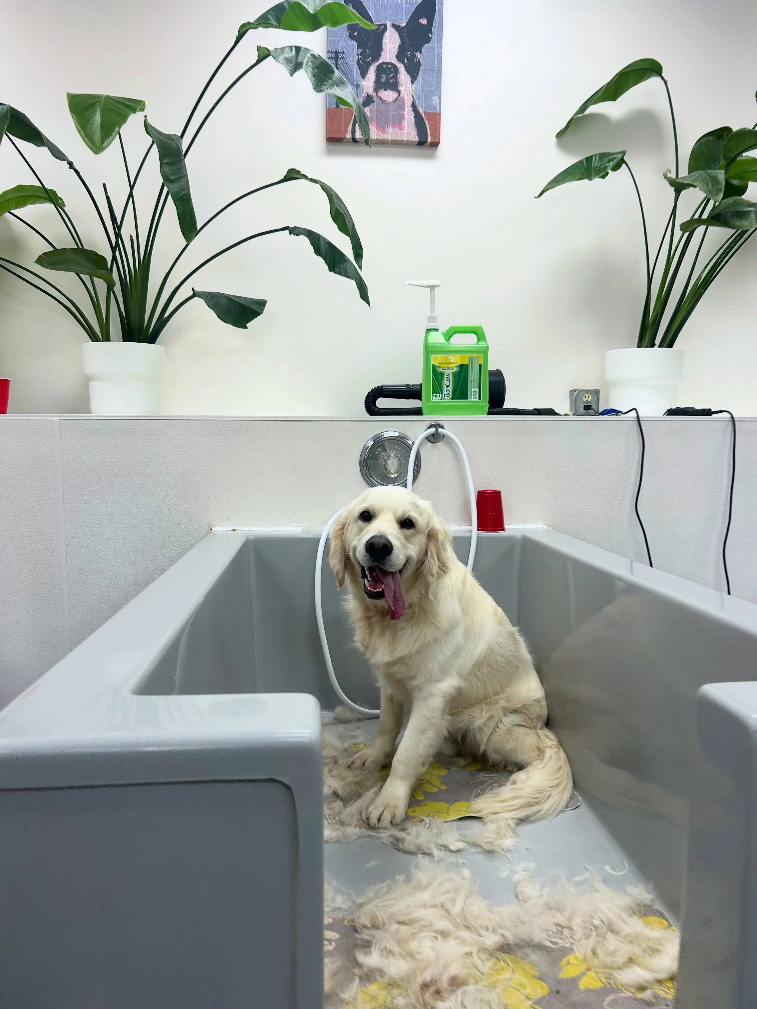 Patsy&rsquo;s all grown up and doing an amazing job during her appointments ⭐️ Even though she&rsquo;s towering over Mei Mei now, they still love hanging out together. Always such a pleasure seeing her 🤍

#dogsofinstagram #doggrooming #doggroomer #e