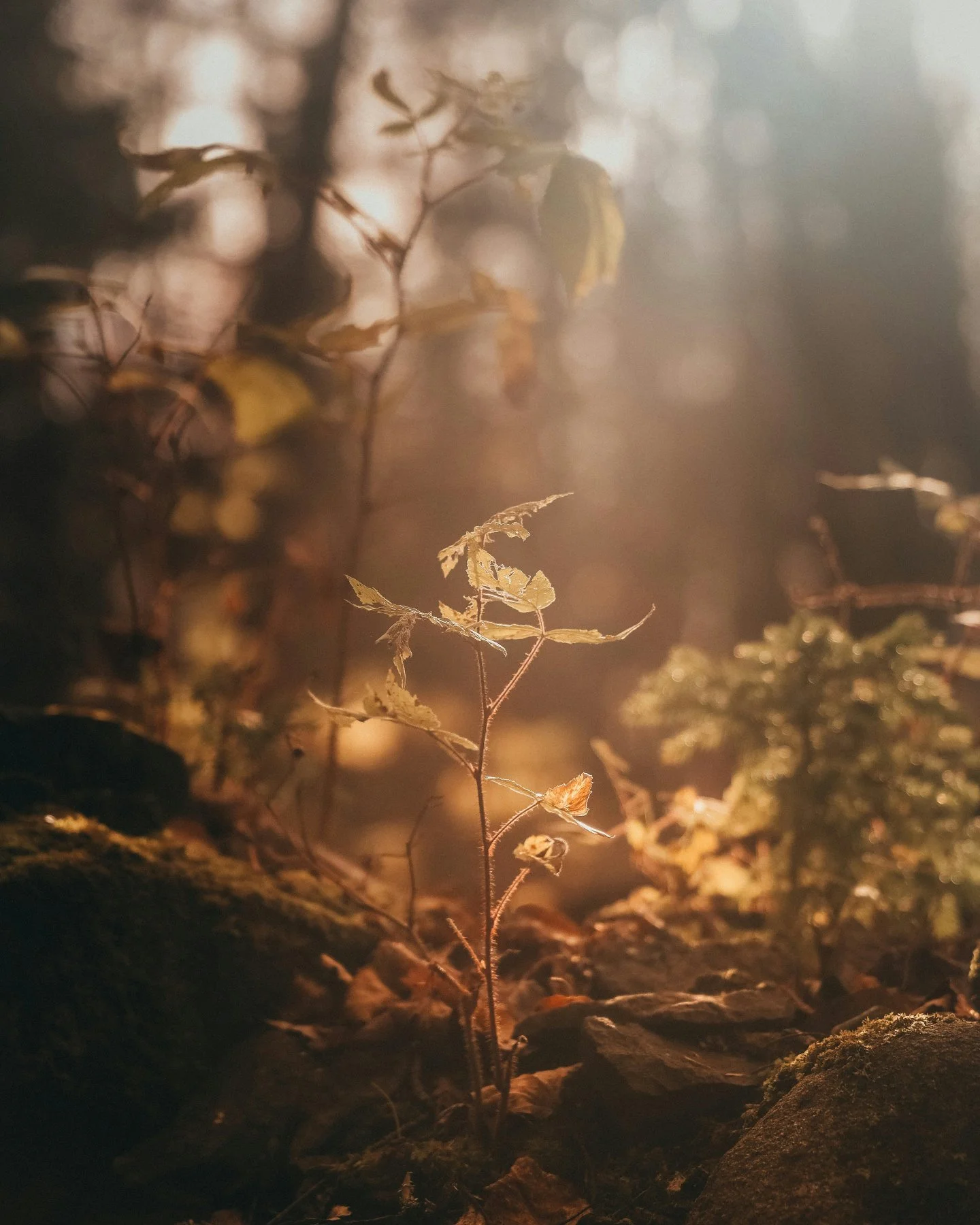 You're not broken. You're seasonal.

Today - the spring equinox - feels like the right moment to say this.

Before I understood it, I was caught in the same loop - every January I&rsquo;d set wildly ambitious goals, followed with relentless pushing, 