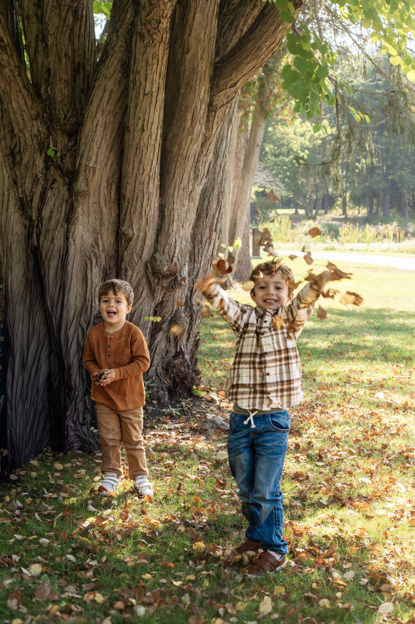 Hudson, NH fall foliage Two young boys playing outdoors with falling leaves near a large tree in a park during autumn.