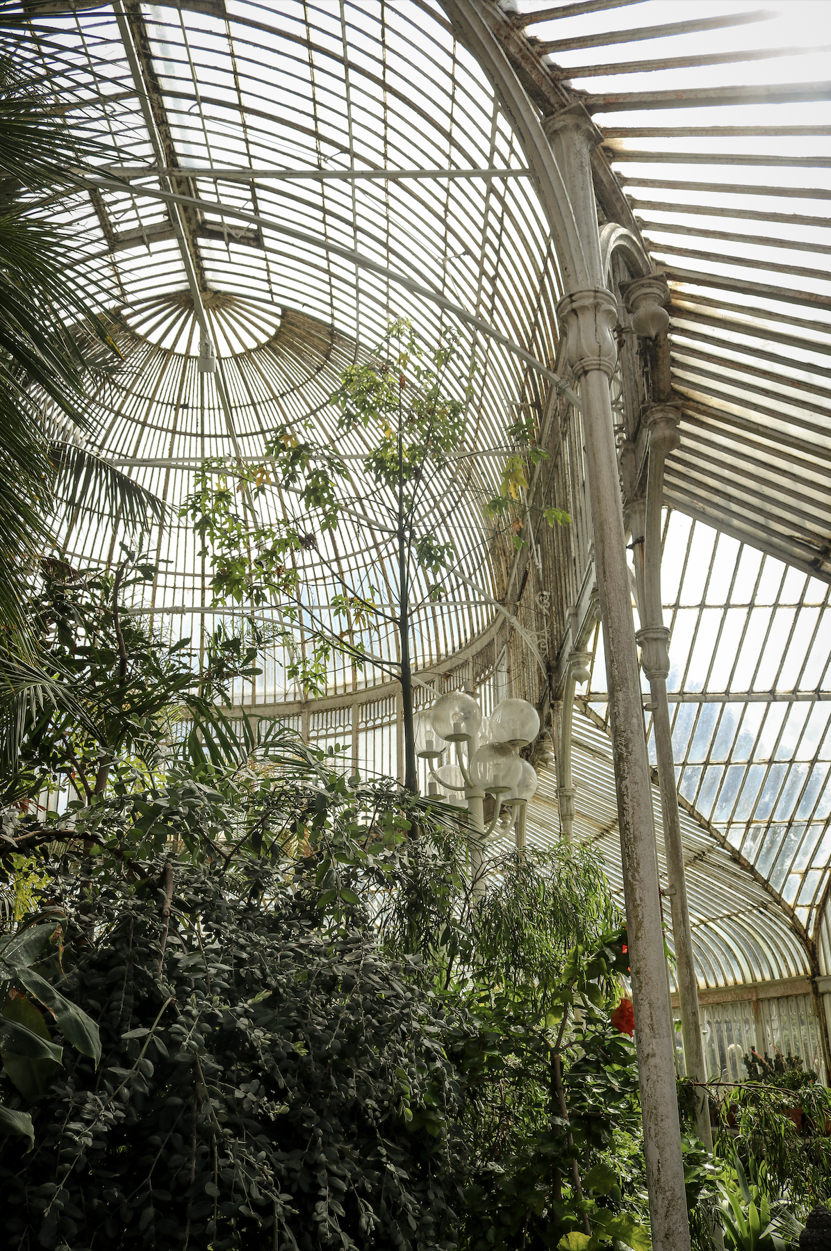 Interior of a large Victorian-style glass greenhouse filled with lush green plants, trees, and natural sunlight shining through the ornate glass ceiling and walls.