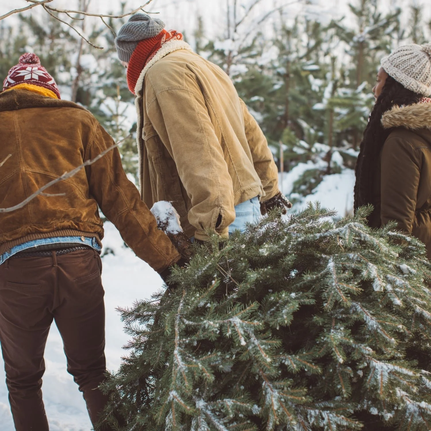 Friends laughing and enjoying themselves while picking out a real Christmas tree at a tree farm, capturing the festive holiday spirit and tradition.