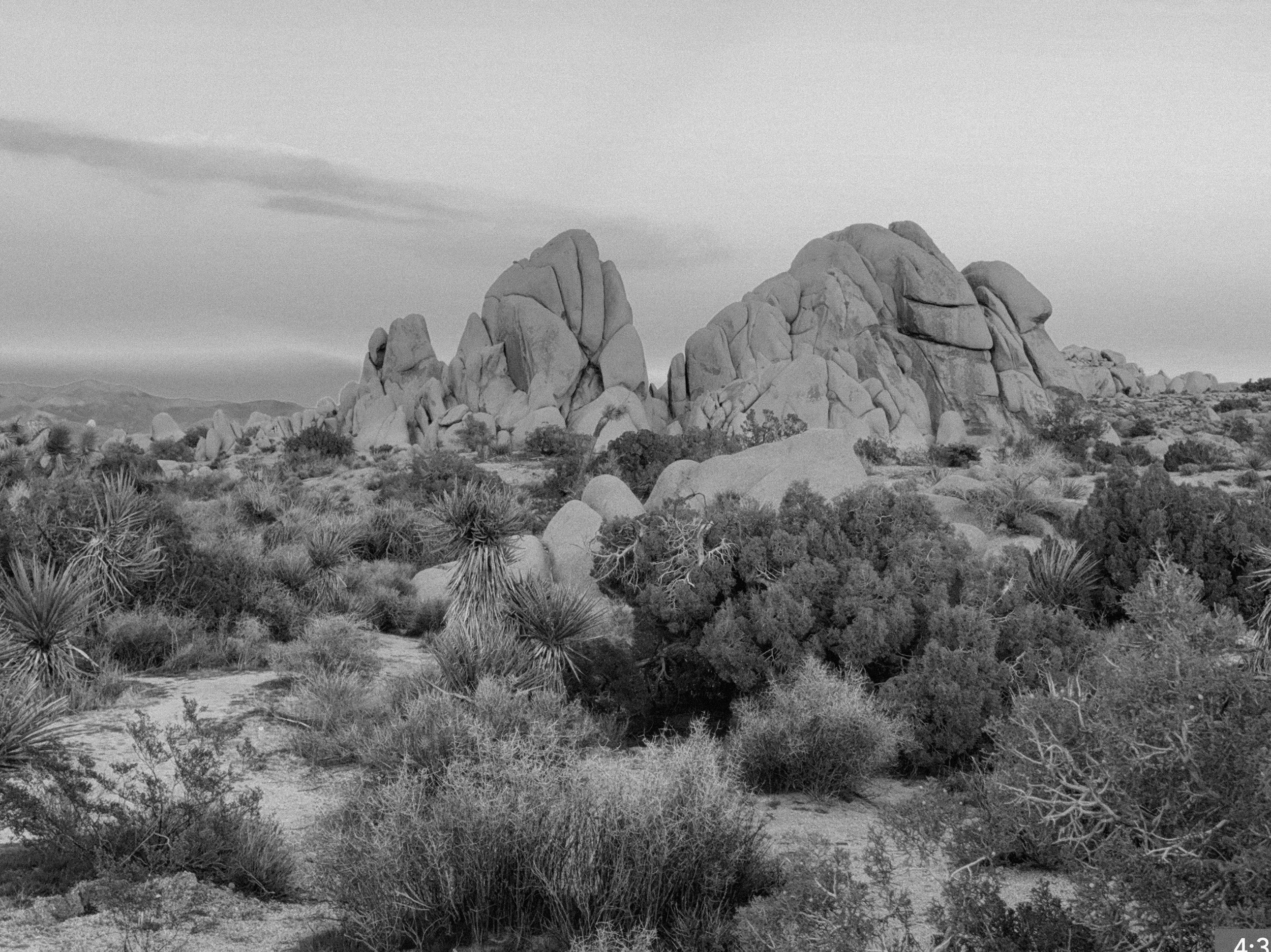 48. Joshua Tree Live Oak 4:45 pm