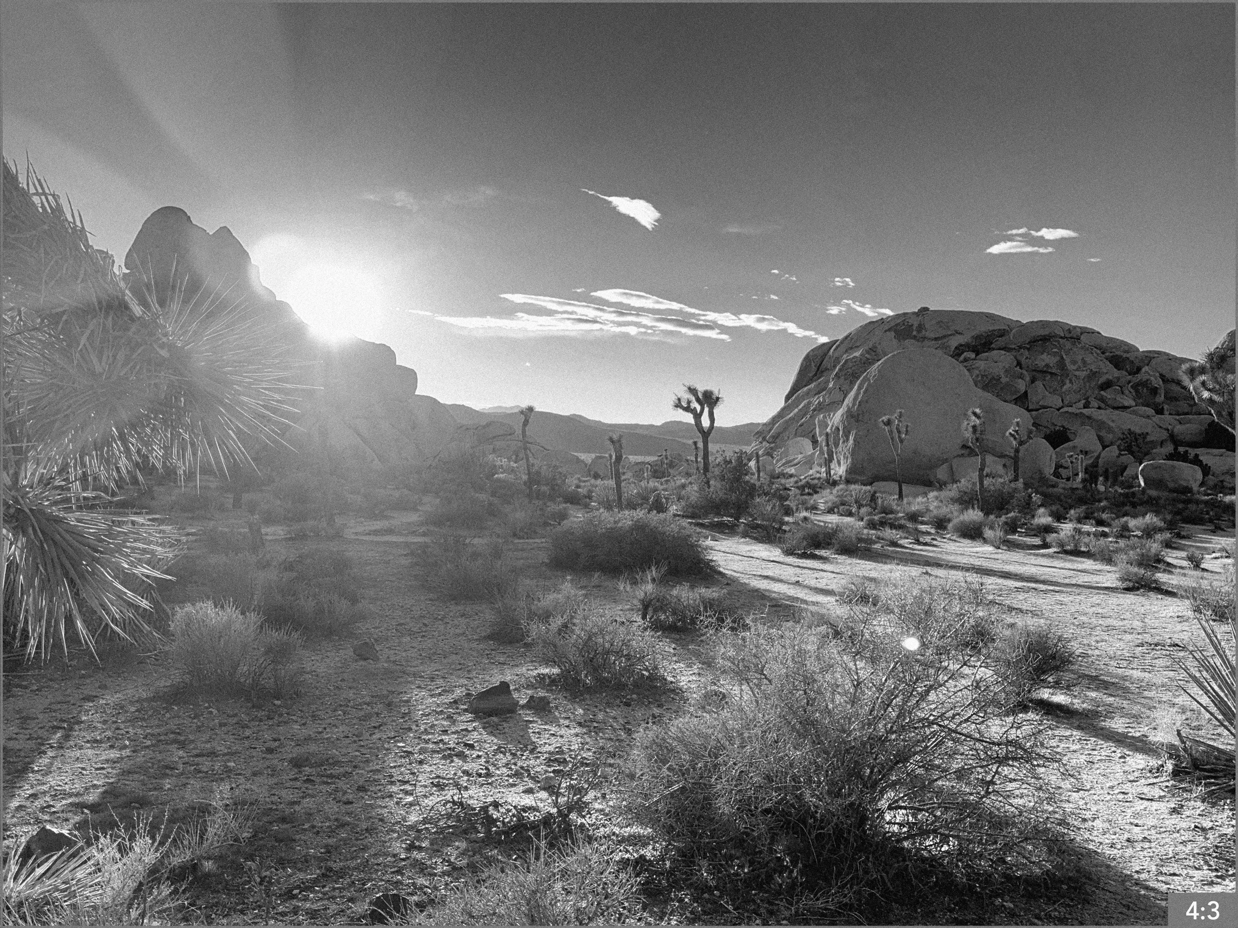 50. Joshua Tree Hall of Horrors 4:30 pm  1. SHOTS: MEDIUM/ CLOSE SHOTS: Father and daughter plant seeds in the earth
5. B roll: seeds flying out of a hand
Hands up to sky
Daughter shadow on ground with wings.