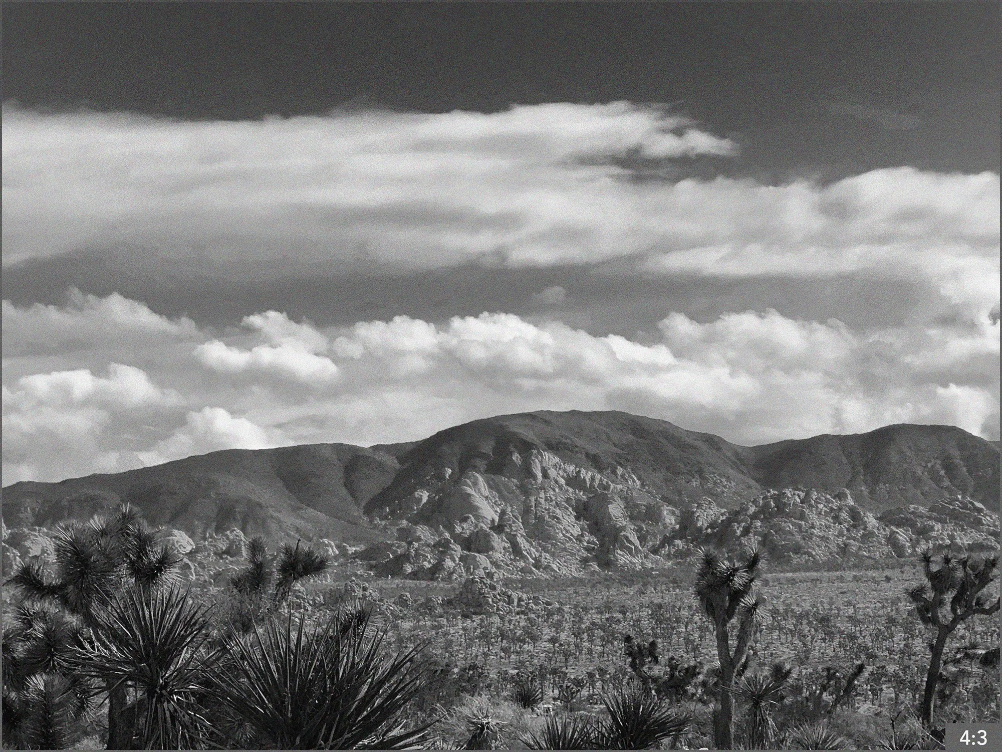 54. Joshua Tree