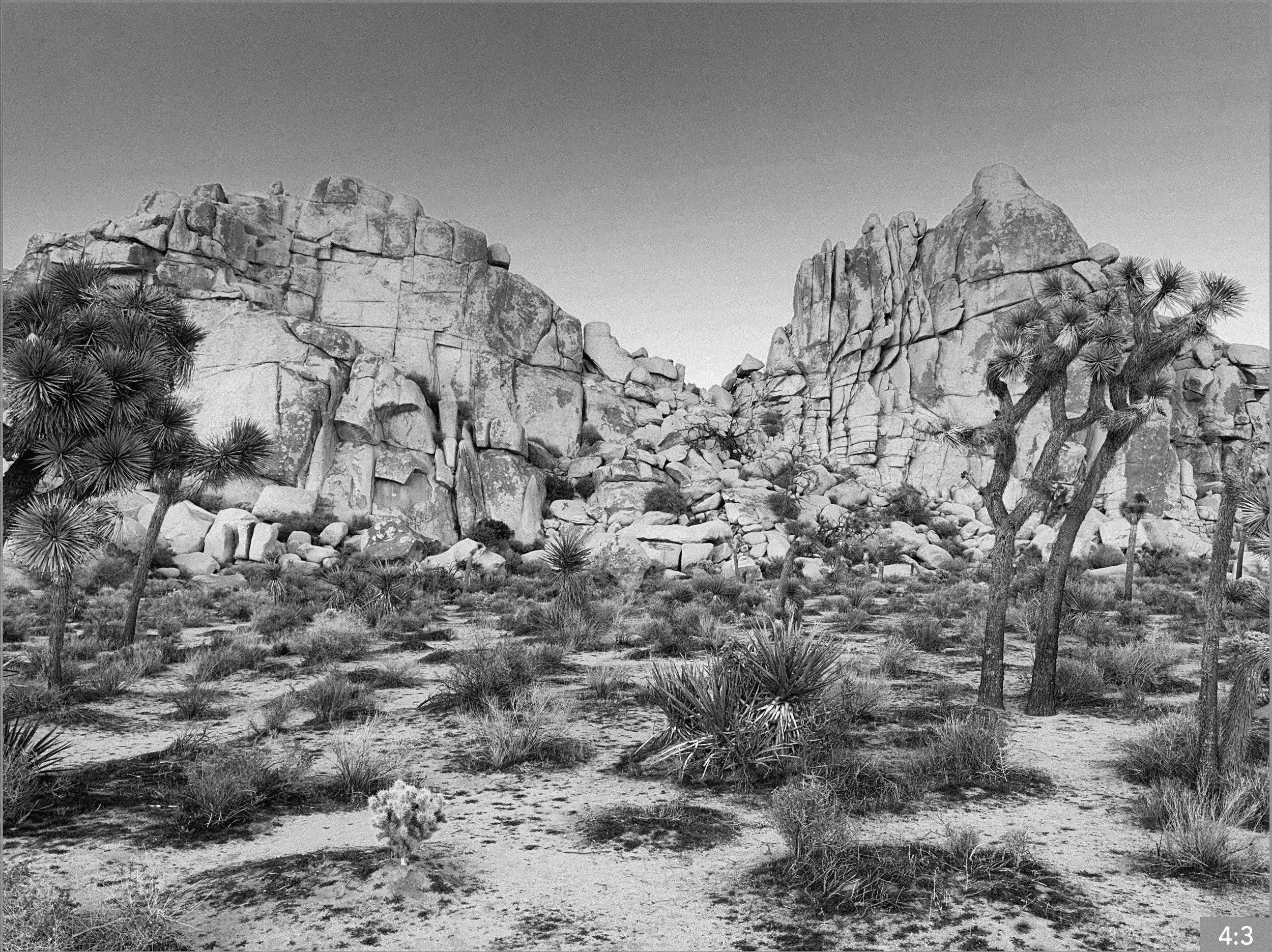 53. Joshua Tree Across from Rock Piles Sheep Pass  2. SHOTS:MEDIUM /CLOSE /LONG: Father and daughter put up a birdhouse