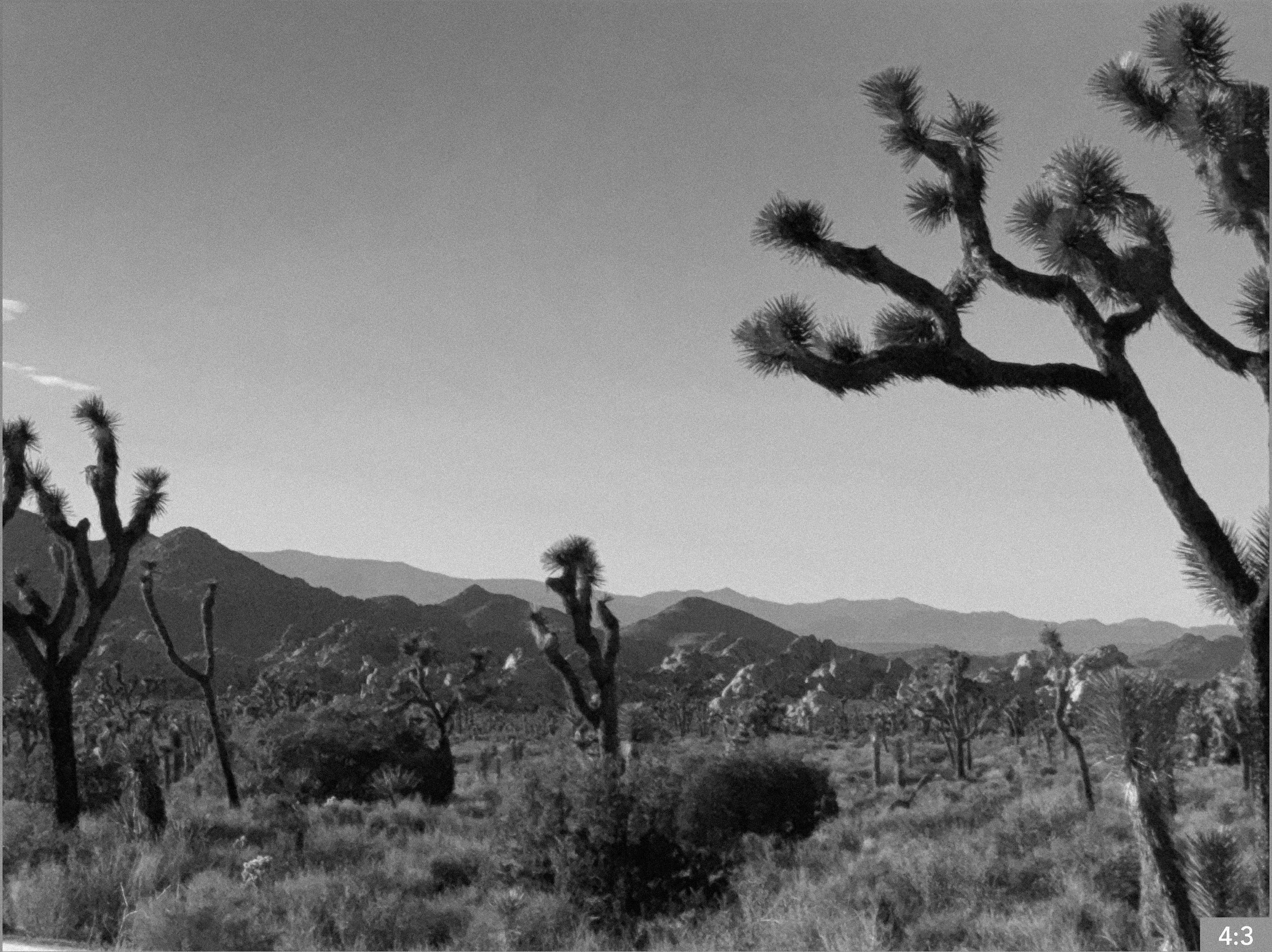 55. Joshua tree *Option- 1. SHOTS: COVERAGE CLOSE AND LONG: Daughter wanders alone with the windmills behind her, PULL OUT or PULL IN as she gets smaller or larger to show her isolation and loneliness.