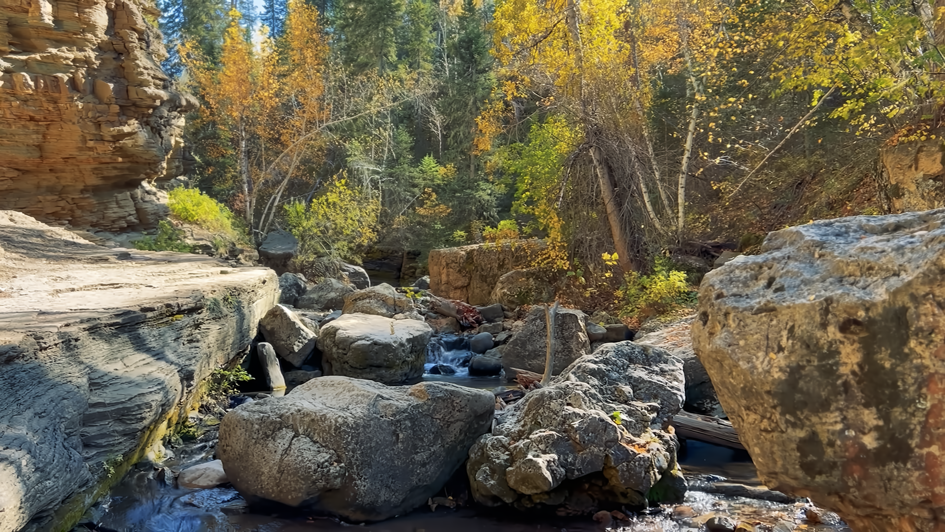 Rocky stream in a forest with autumn foliage