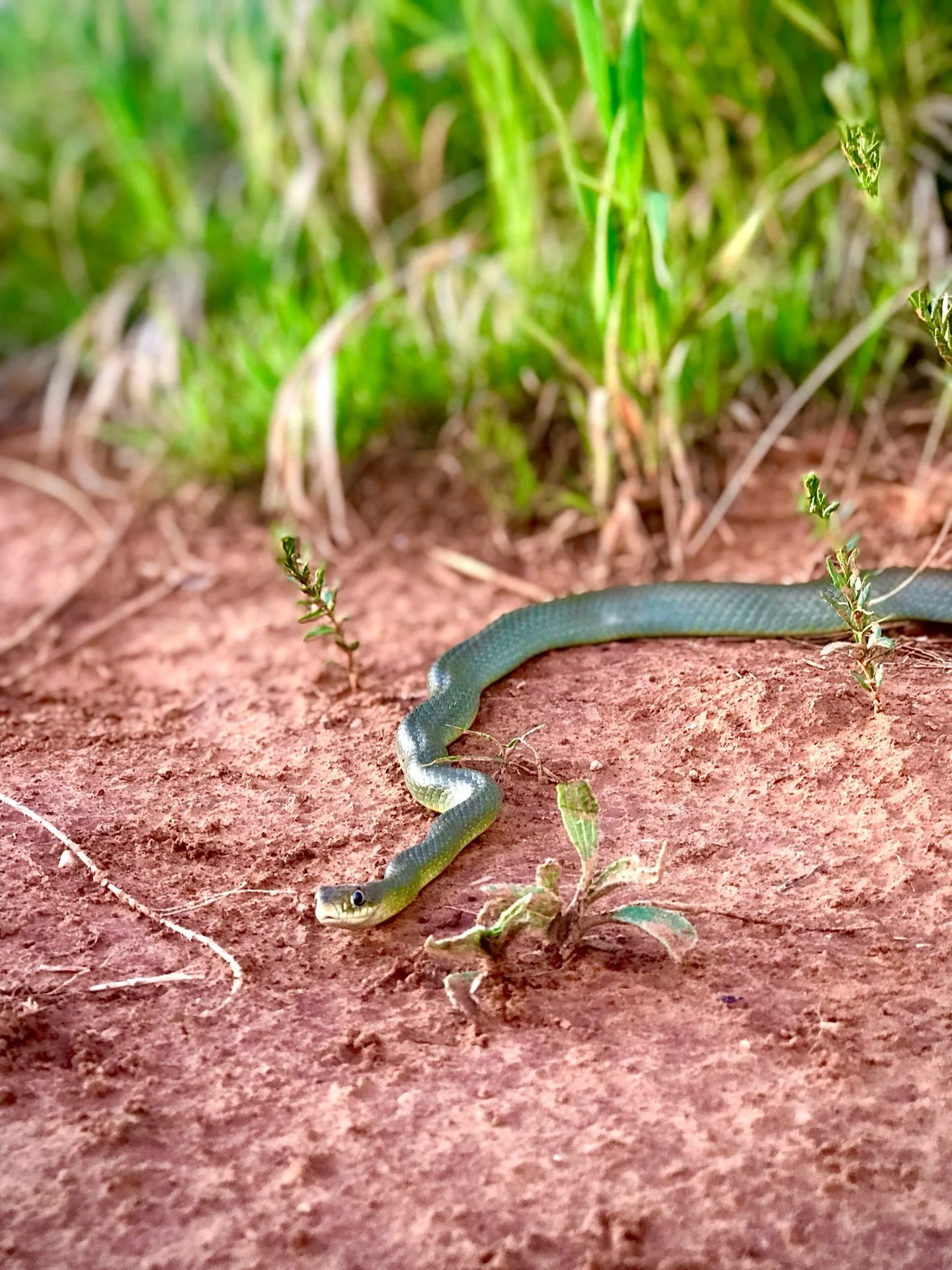 A green snake slithering on brown soil with grass in the background.