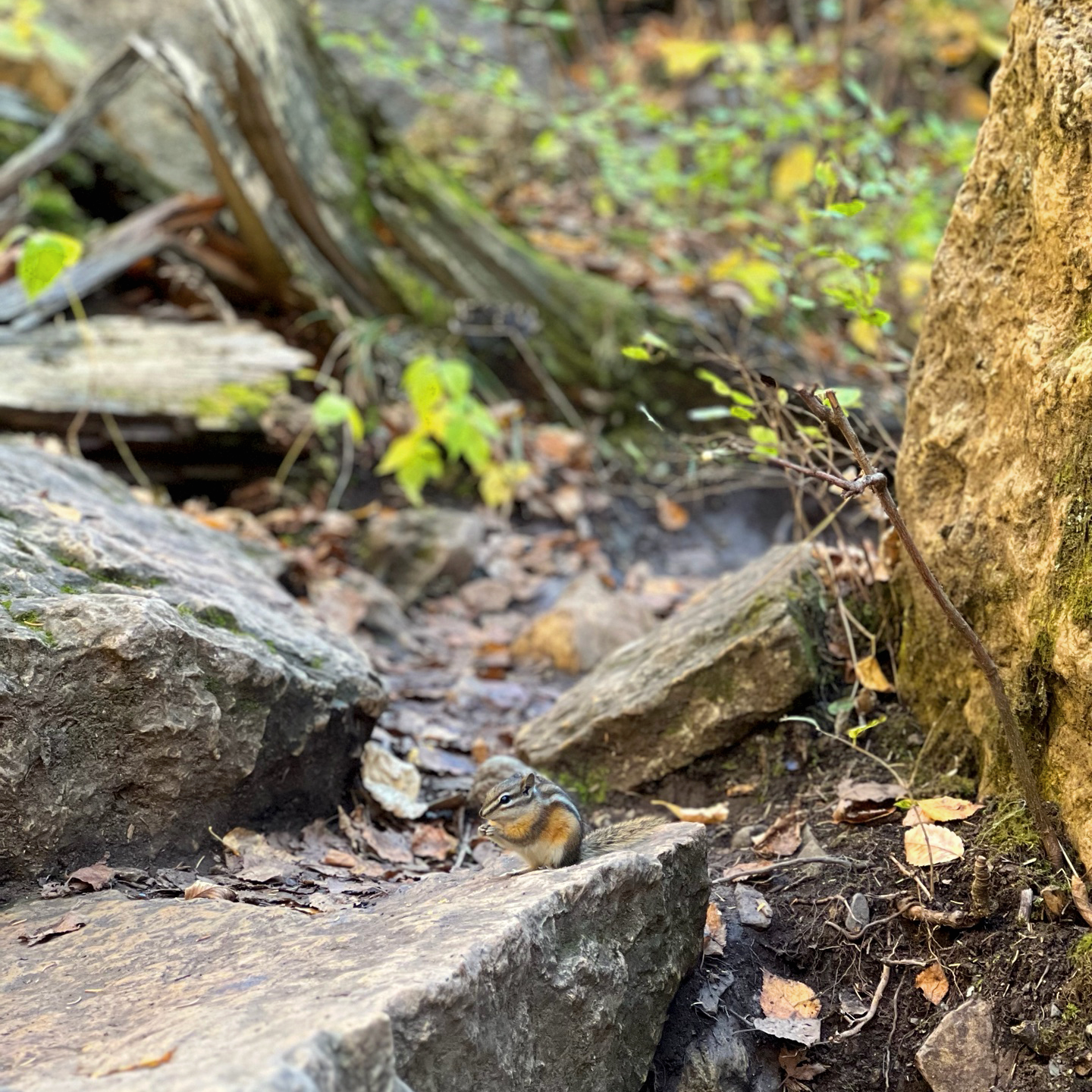 A chipmunk sitting on a rocky path in a forested area with fallen leaves and scattered rocks.
