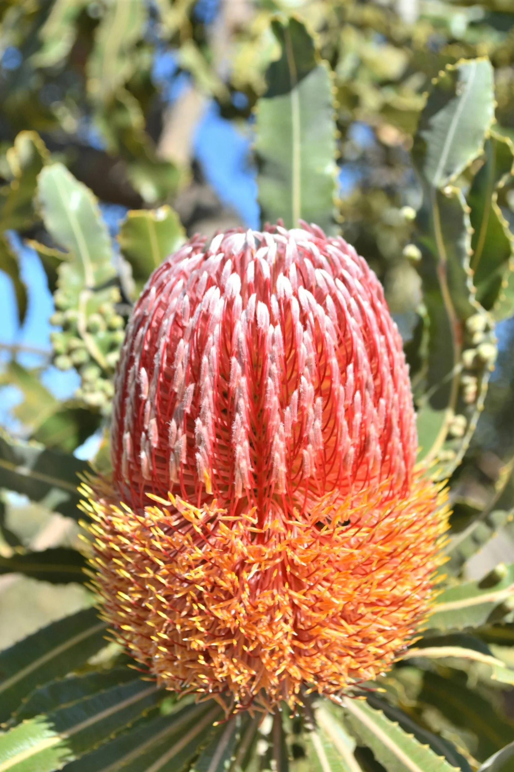Banksia