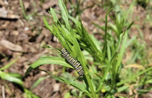 A monarch butterfly caterpillar with black, white, and yellow stripes crawls on bright green leaves in a garden.