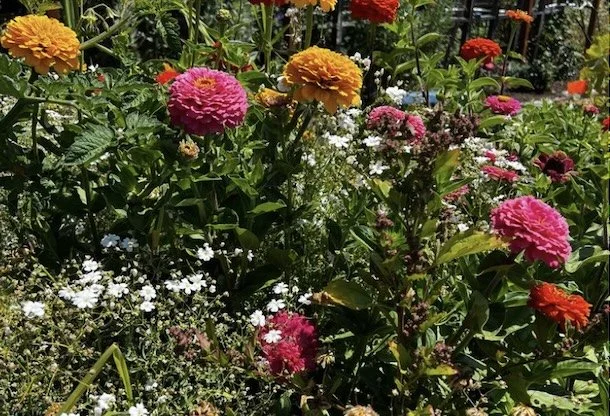 Vibrant pink, orange, and red zinnias bloom in a sunny garden, surrounded by lush green leaves and small white wildflowers.