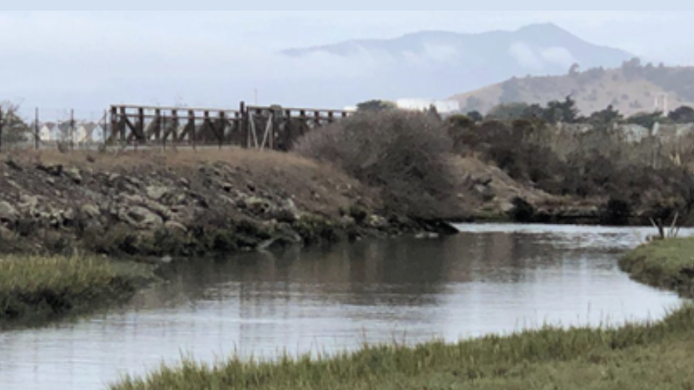 Photo of sea marsh along San Francisco Bay.