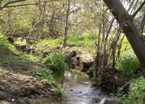 Photo of Baxter Creek in Richmond, CA.