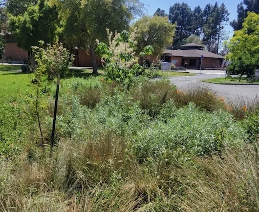 A landscaped garden with green bushes, ornamental grasses, and young trees, with a building and paved driveway in the background.