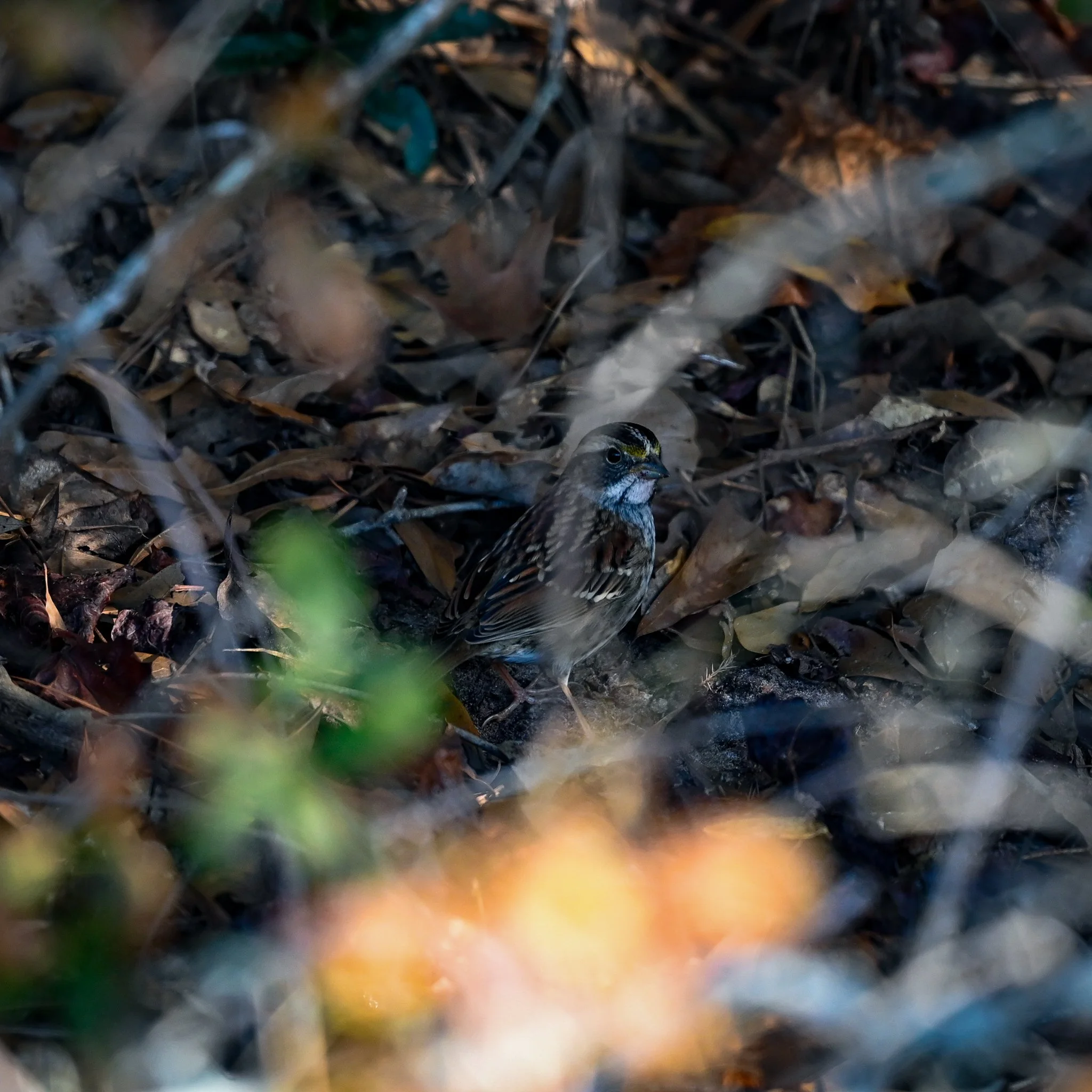 DSC_4144.jpg