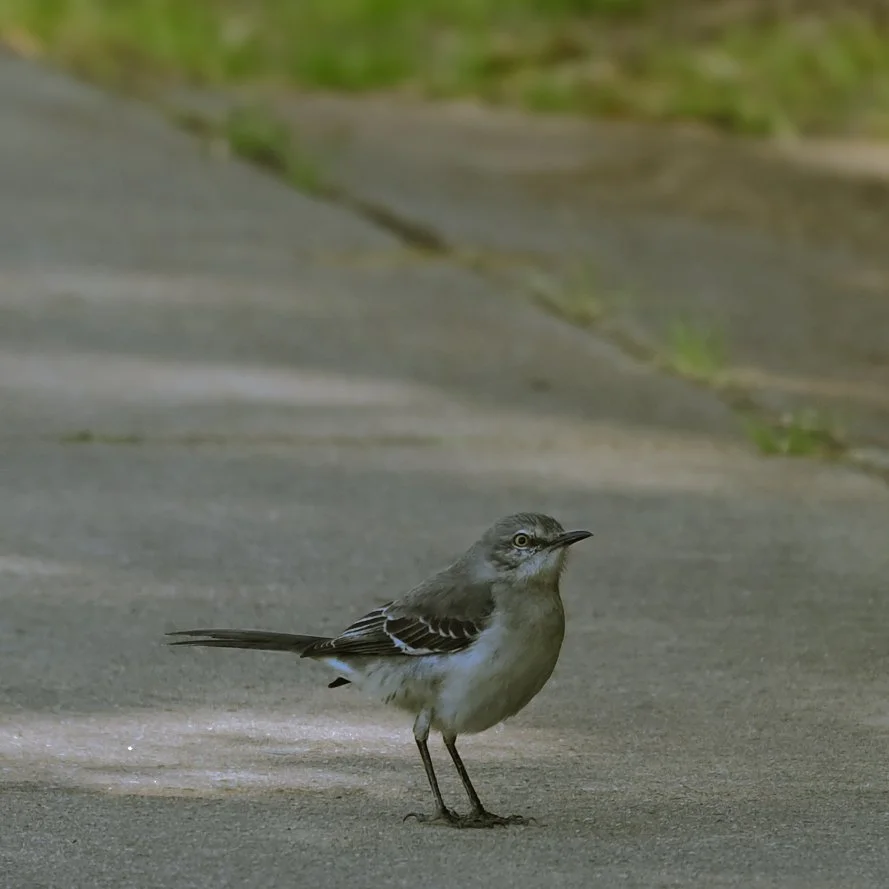 DSC_7950.jpg